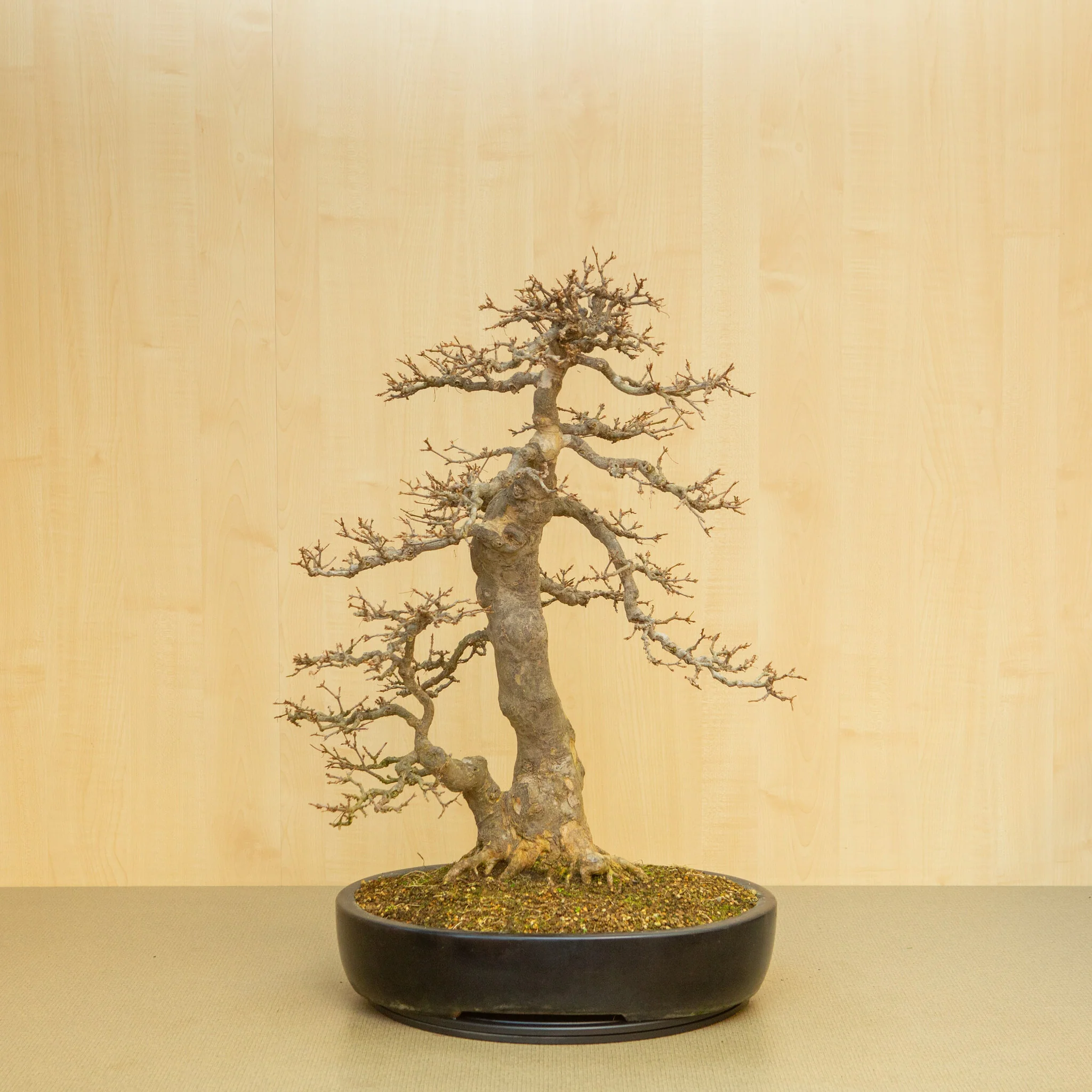 Acer buergerianum blauwe ovale pot 48 cm, hoogte ~77 cm