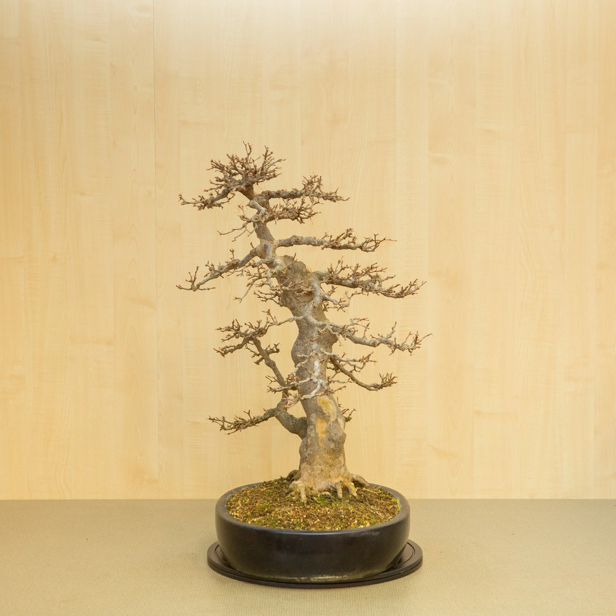 Acer buergerianum blauwe ovale pot 48 cm, hoogte ~77 cm - Image 2