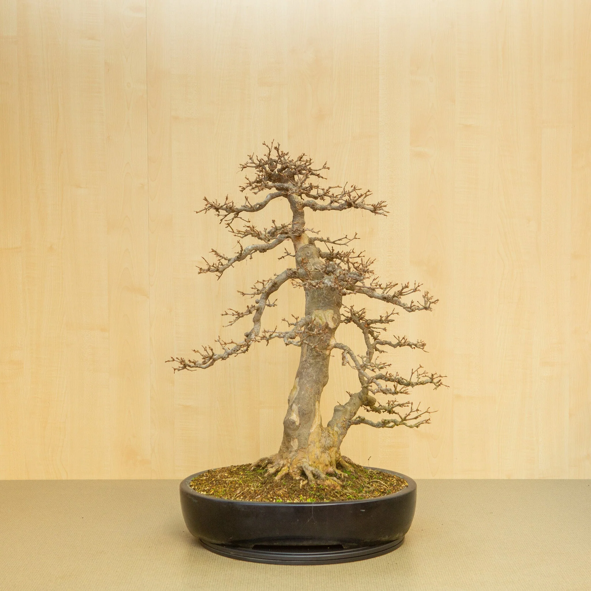 Acer buergerianum blauwe ovale pot 48 cm, hoogte ~77 cm - Image 3