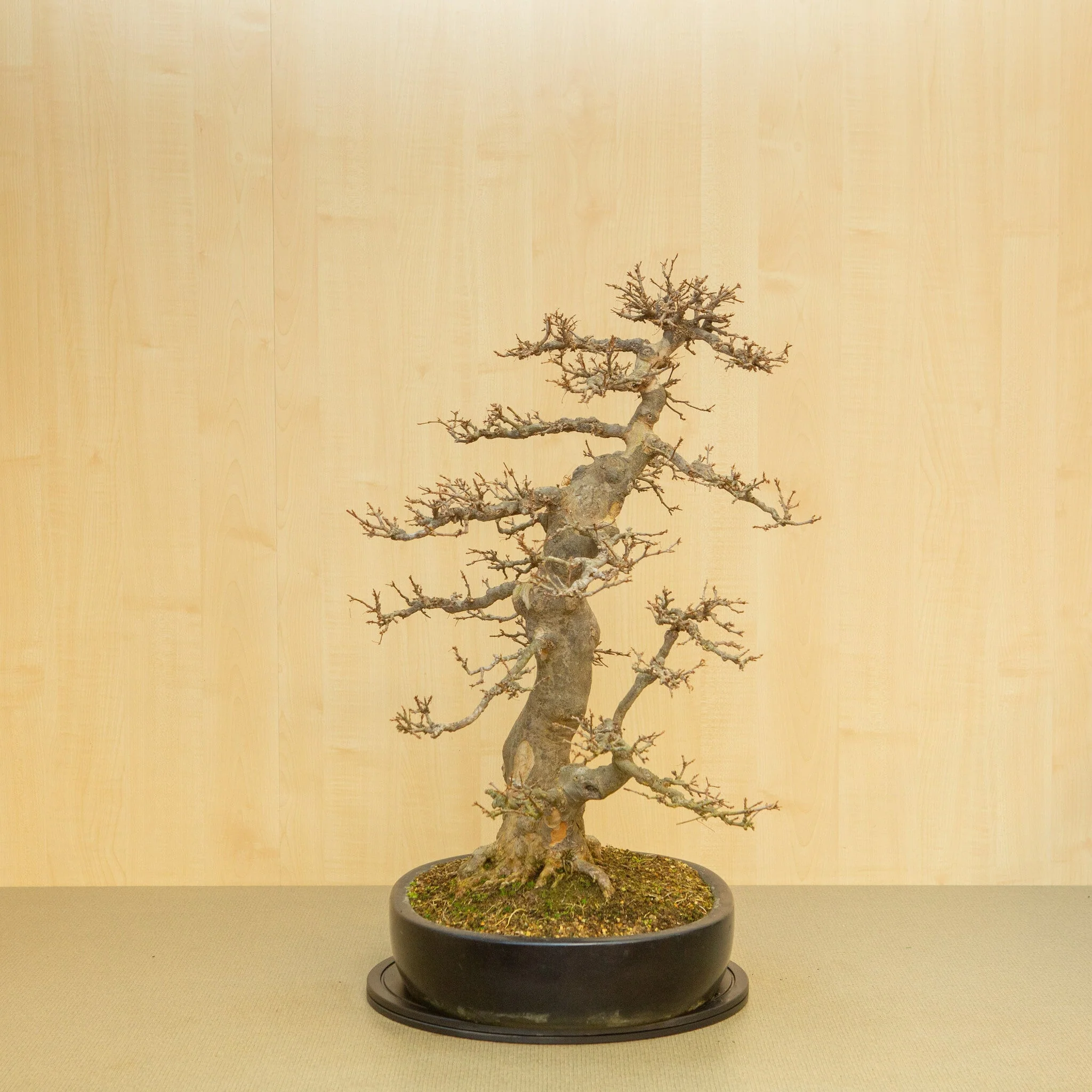 Acer buergerianum blauwe ovale pot 48 cm, hoogte ~77 cm - Image 4