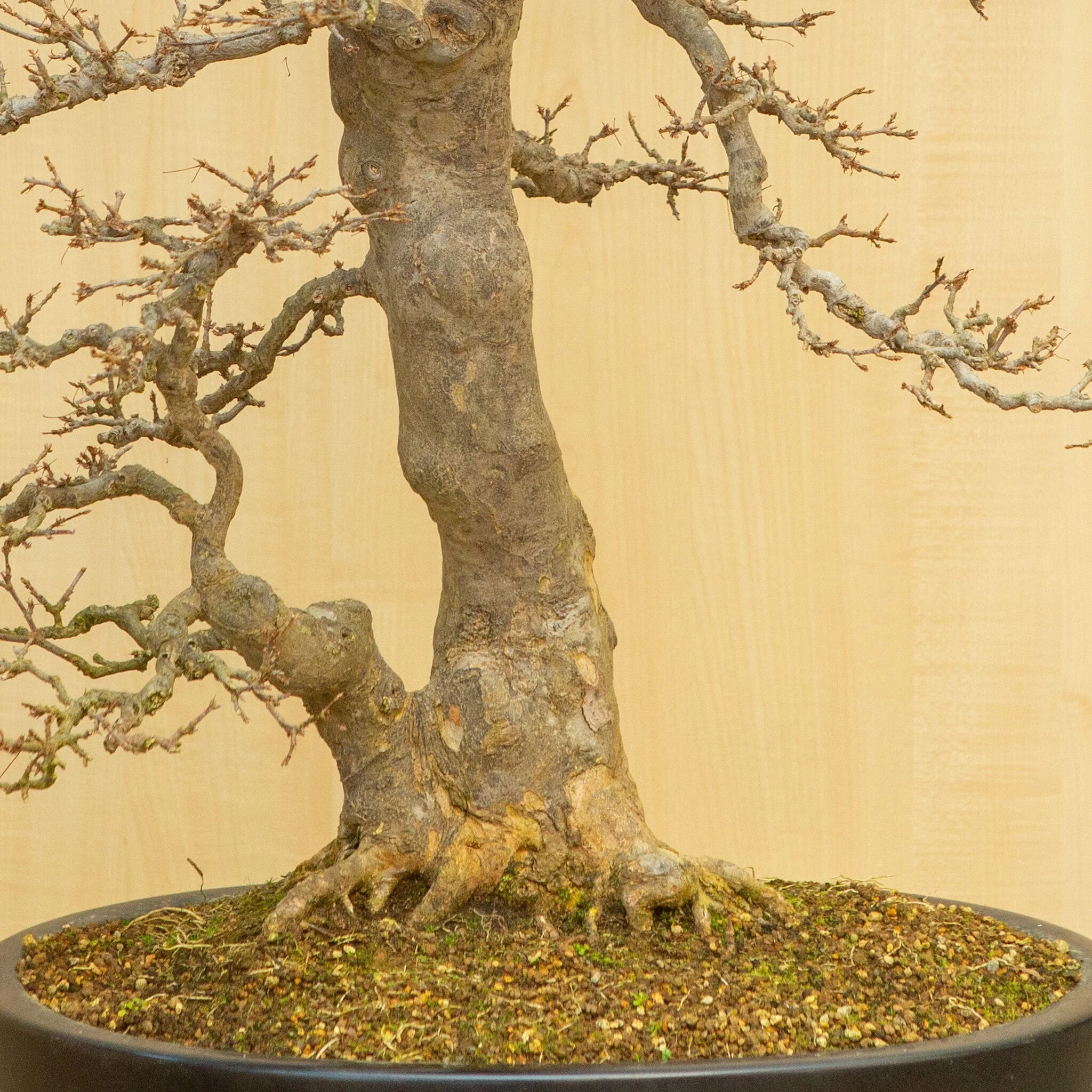Acer buergerianum blauwe ovale pot 48 cm, hoogte ~77 cm - Image 5