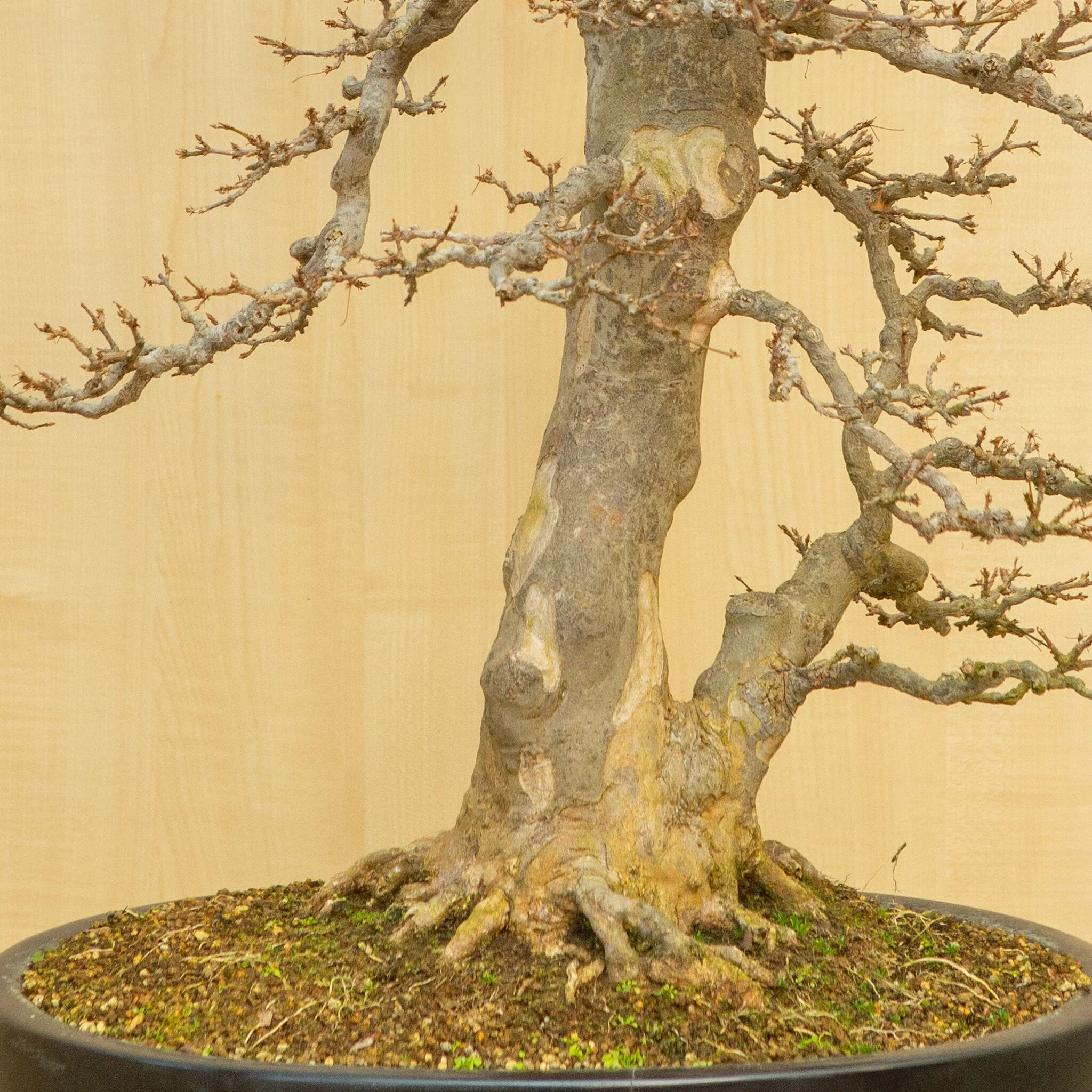 Acer buergerianum blauwe ovale pot 48 cm, hoogte ~77 cm - Image 6