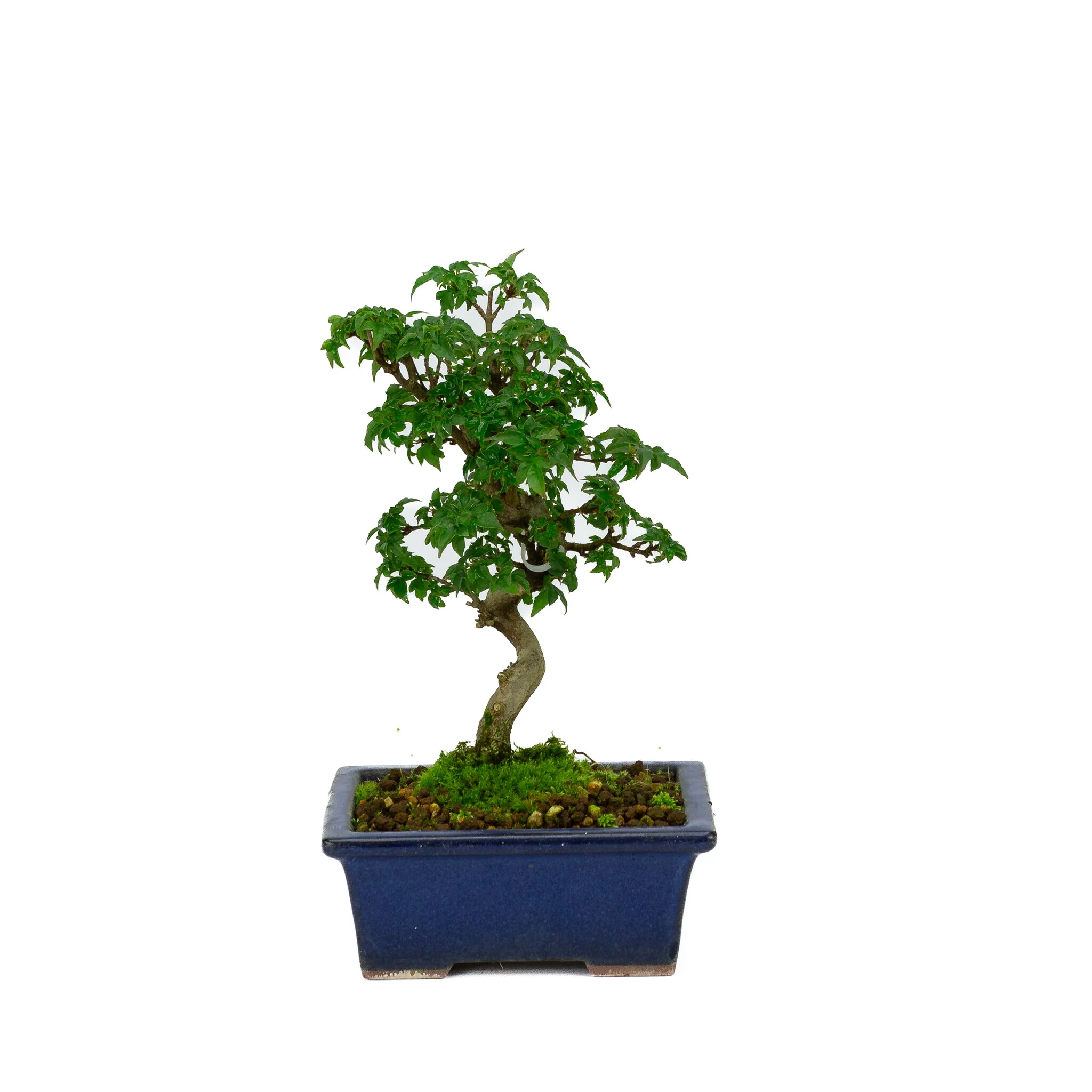 Acer buergerianum blauwe rechthoekige pot 13cm, hoogte ~24cm
