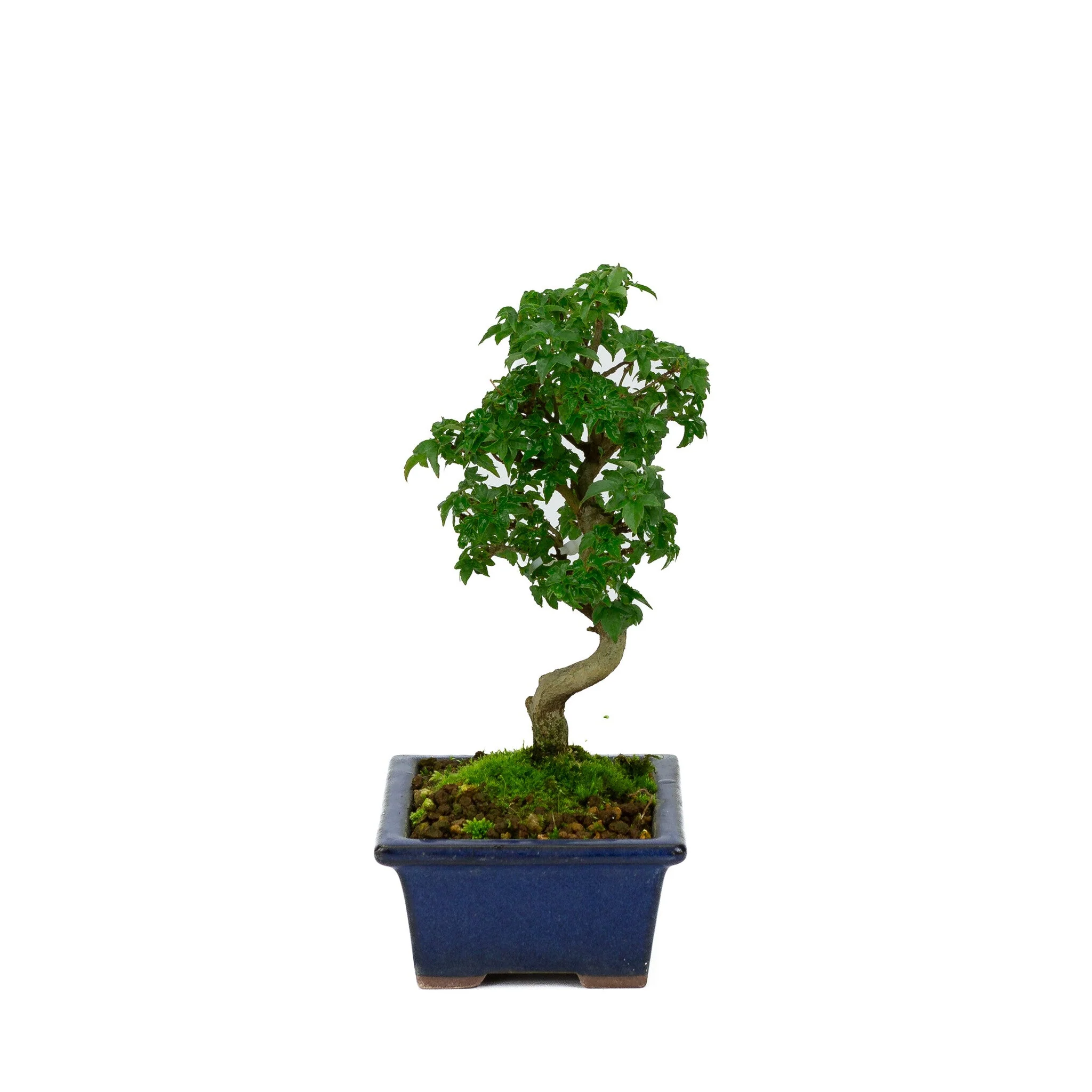 Acer buergerianum blauwe rechthoekige pot 13cm, hoogte ~24cm - Image 2