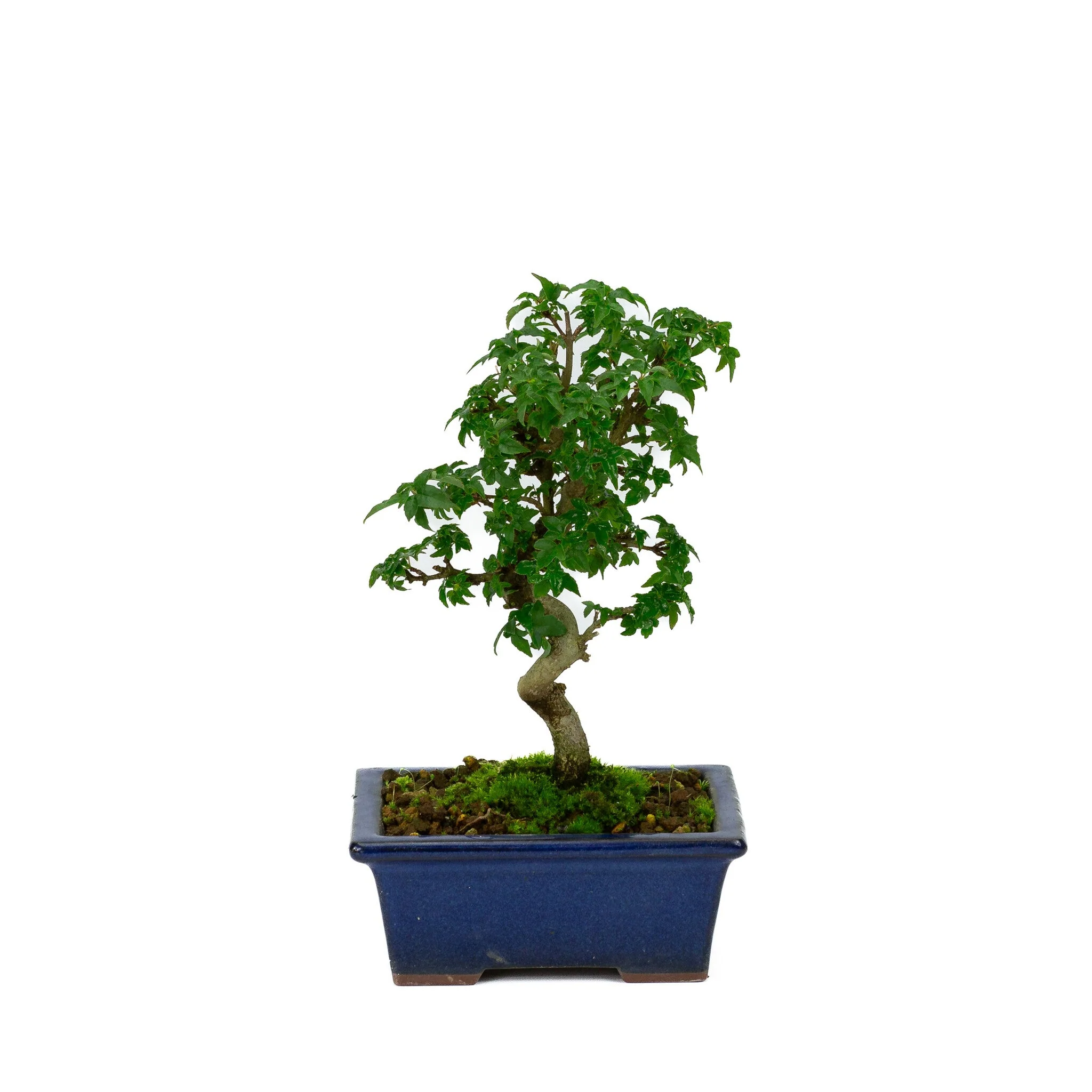 Acer buergerianum blauwe rechthoekige pot 13cm, hoogte ~24cm - Image 3