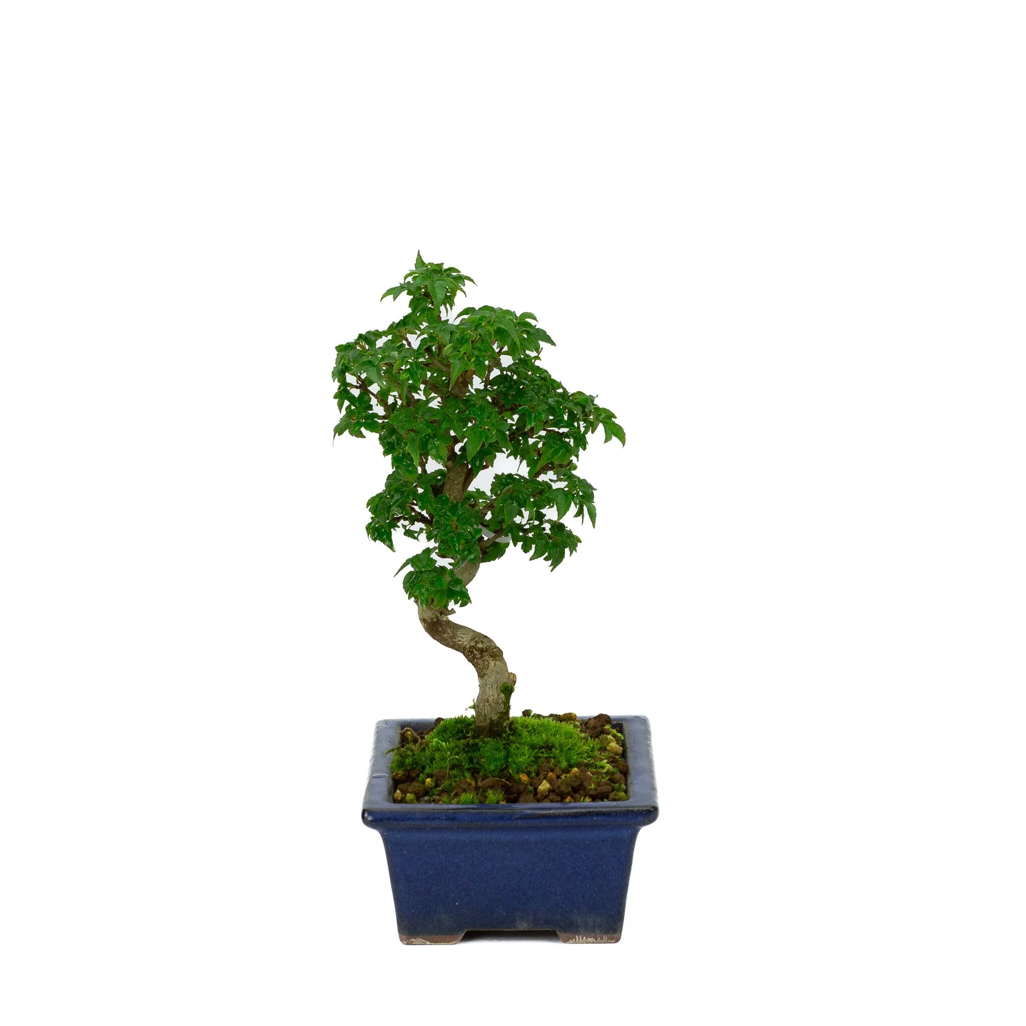 Acer buergerianum blauwe rechthoekige pot 13cm, hoogte ~24cm - Image 4
