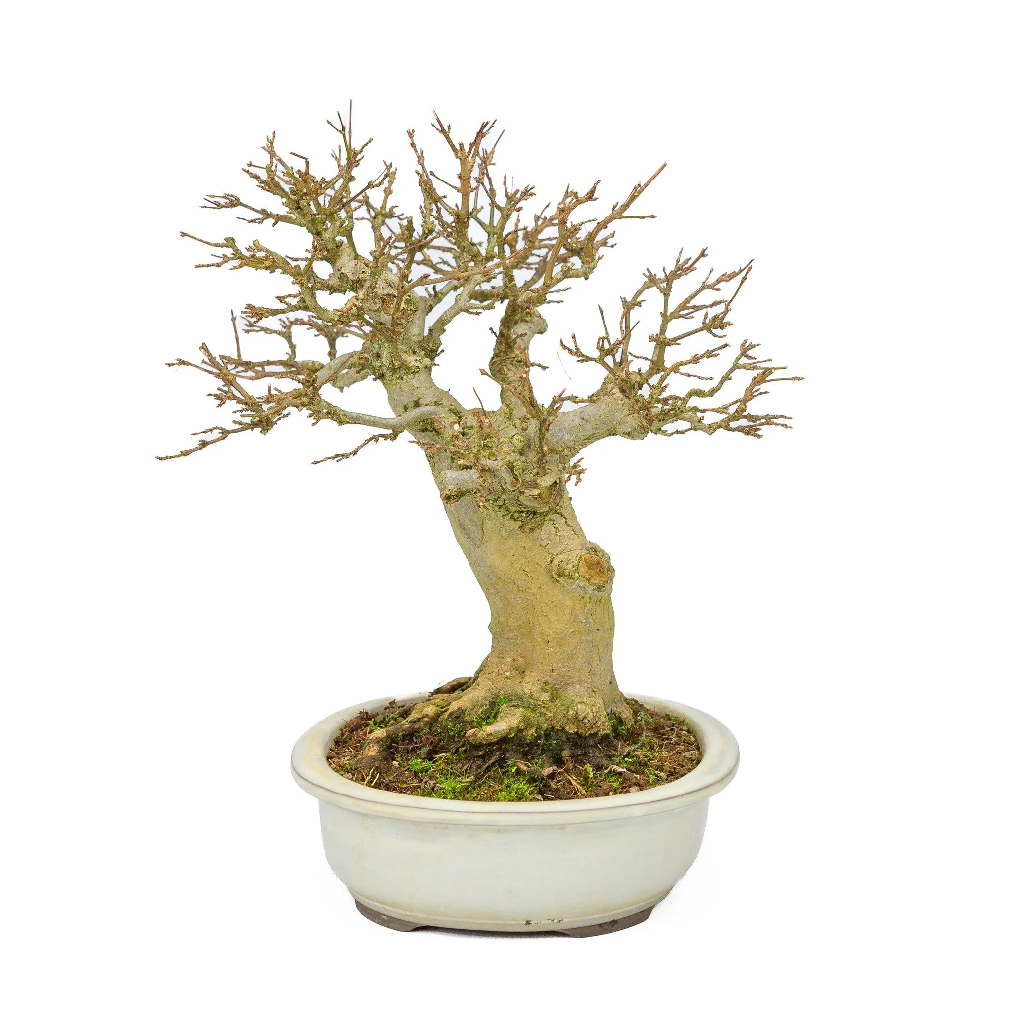 Outdoor Bonsai Acer buergerianum creme ovale pot 25cm, hoogte ~36cm - Image 2