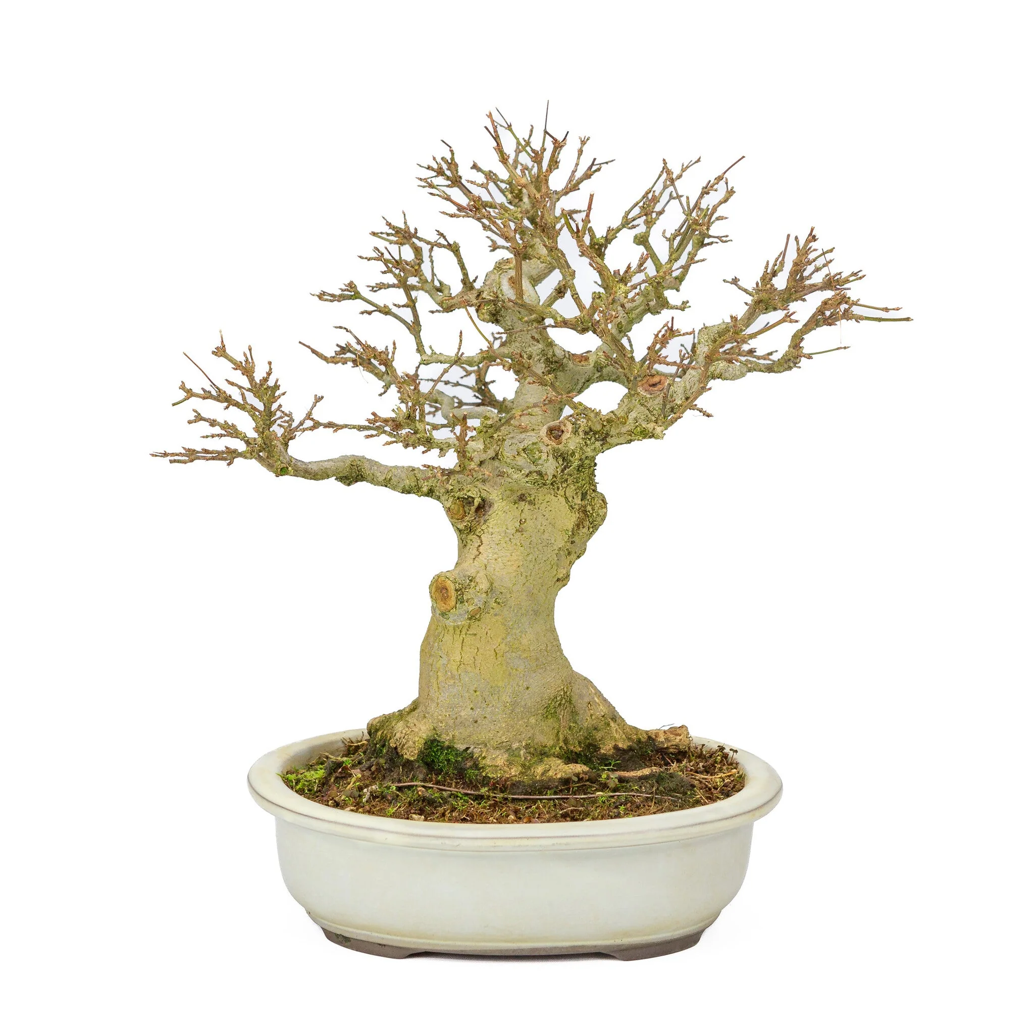 Outdoor Bonsai Acer buergerianum creme ovale pot 25cm, hoogte ~36cm - Image 3