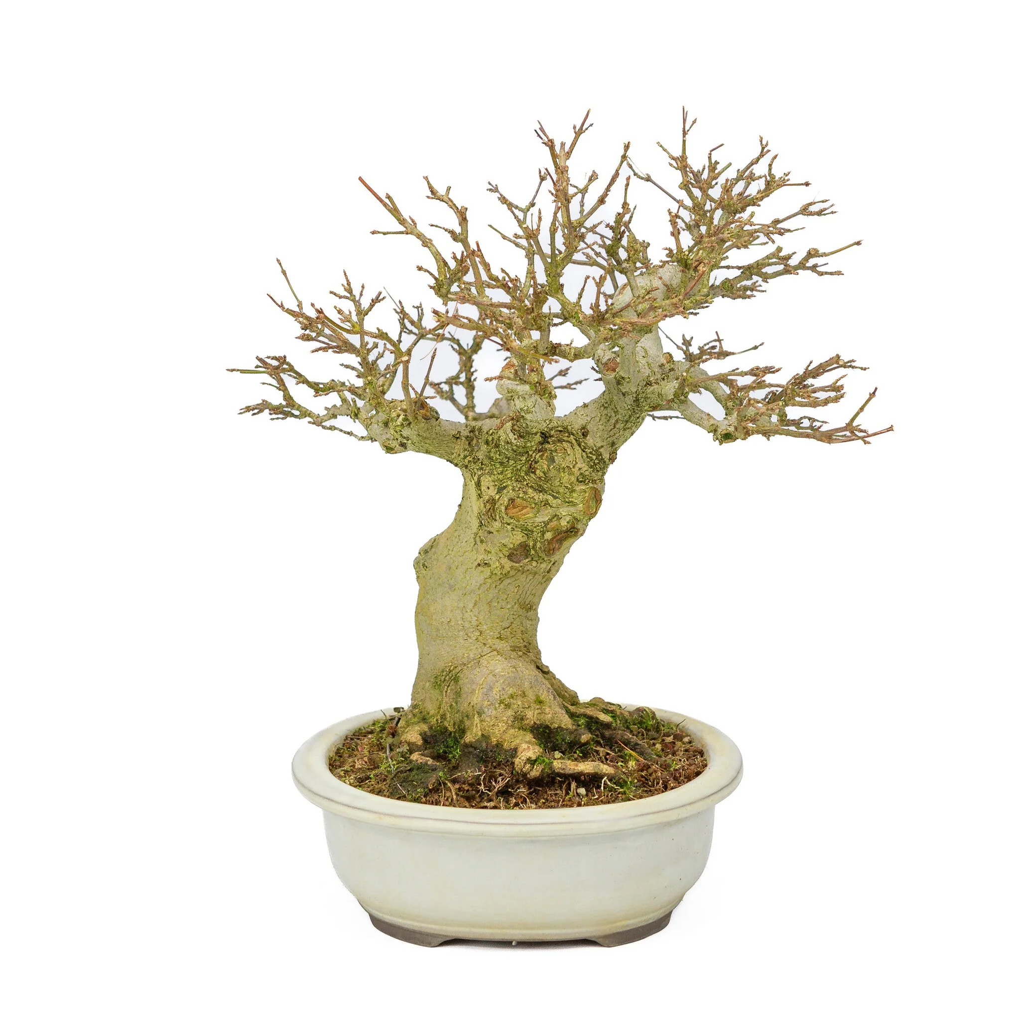 Outdoor Bonsai Acer buergerianum creme ovale pot 25cm, hoogte ~36cm - Image 4
