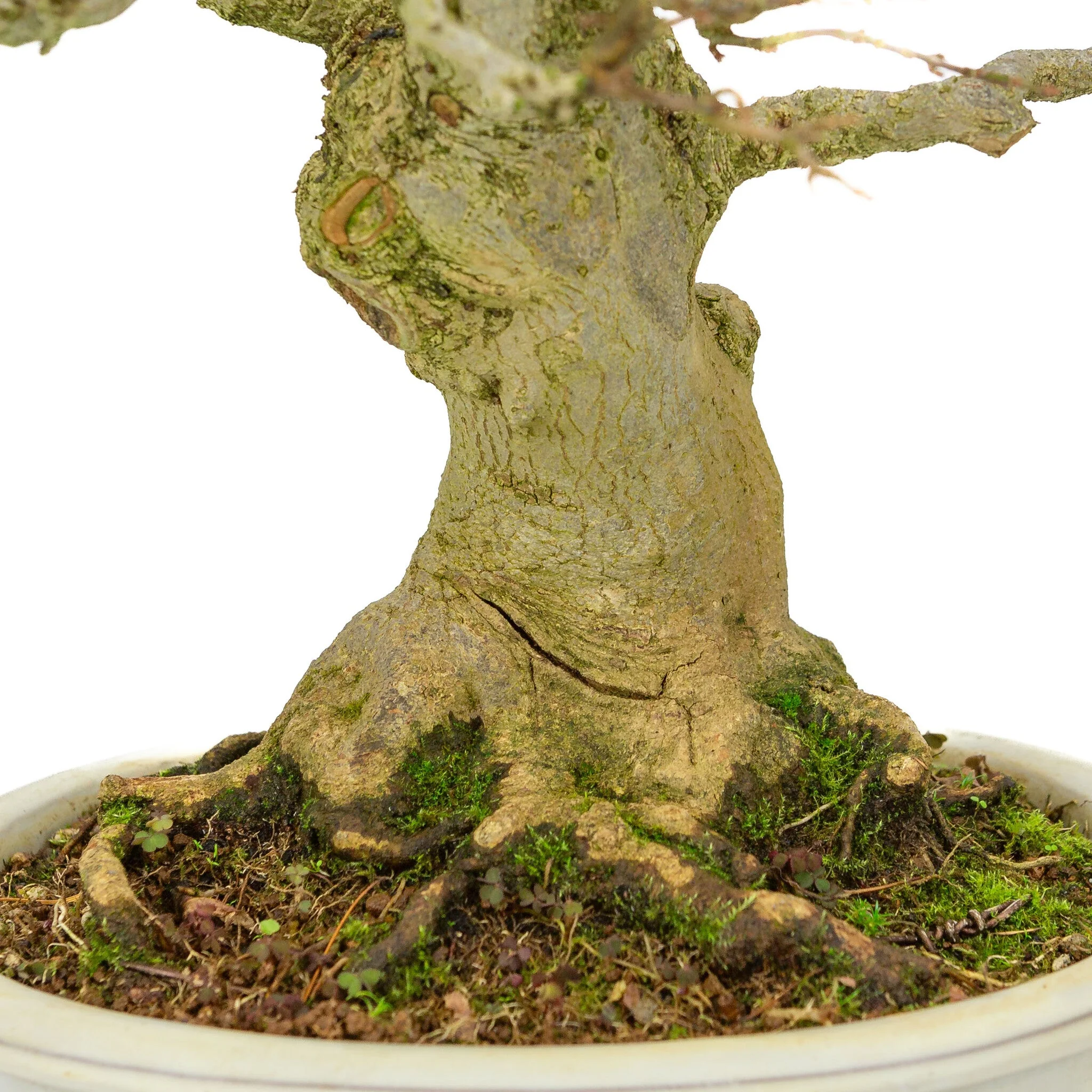 Outdoor Bonsai Acer buergerianum creme ovale pot 25cm, hoogte ~36cm - Image 5