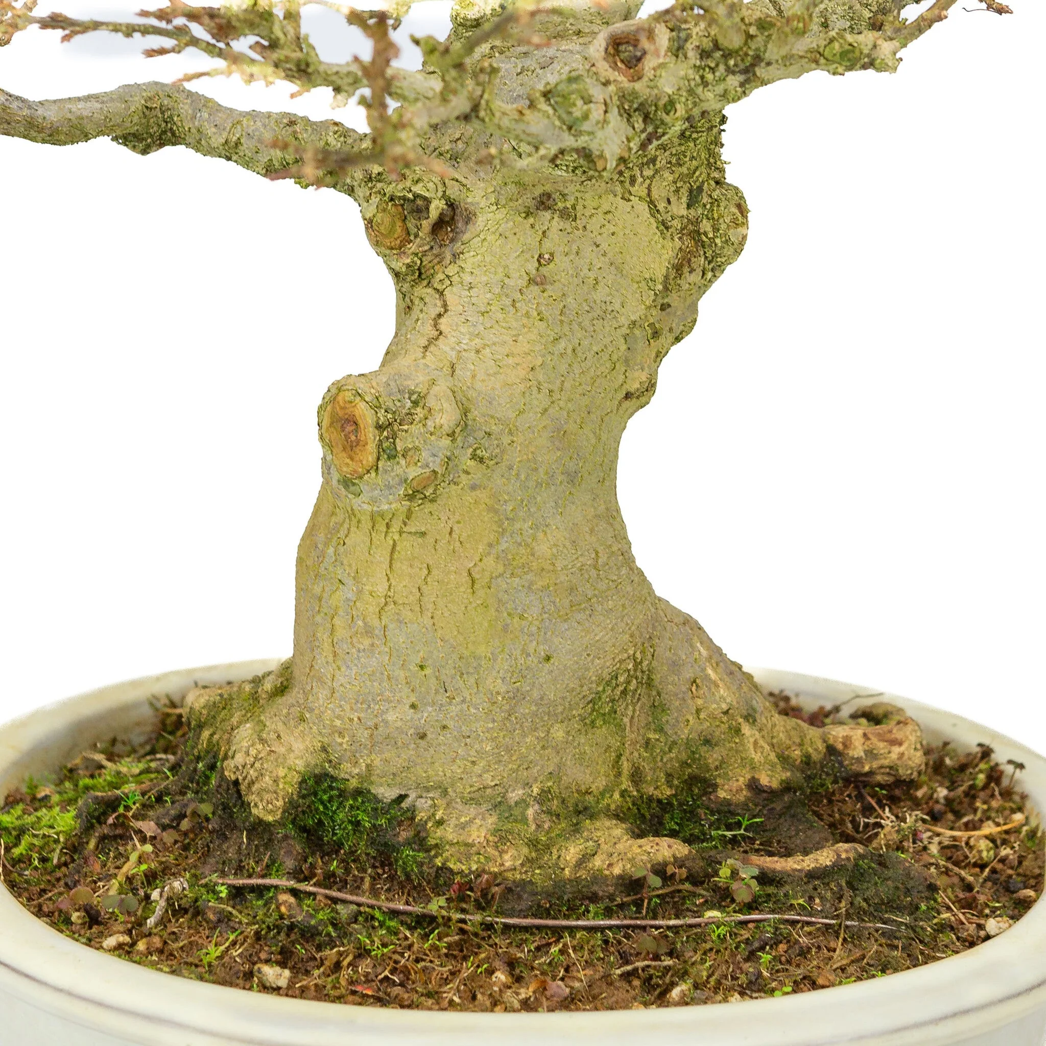 Outdoor Bonsai Acer buergerianum creme ovale pot 25cm, hoogte ~36cm - Image 6