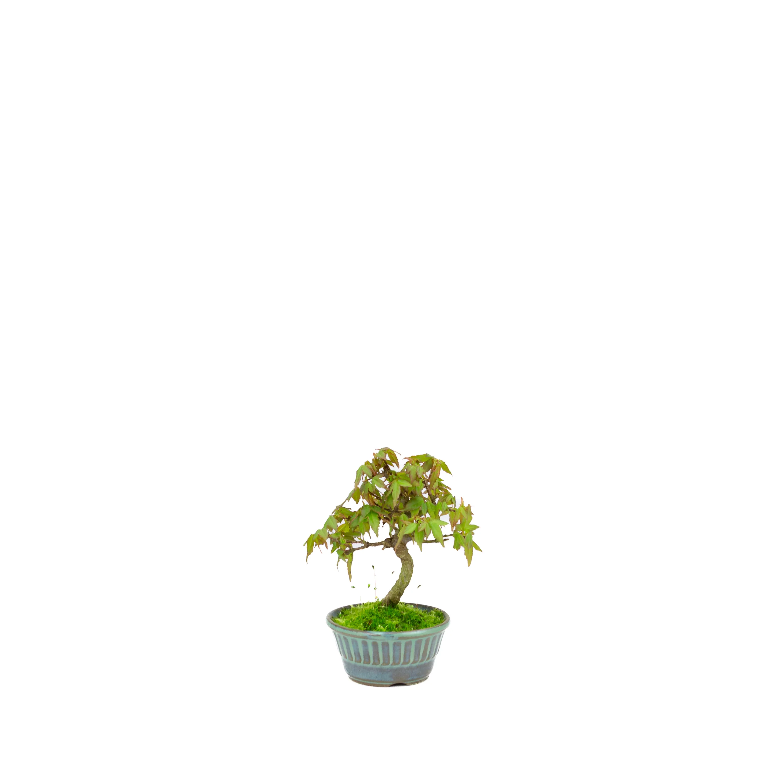 Acer buergerianum (drietandesdoorn), hoogte ~17cm