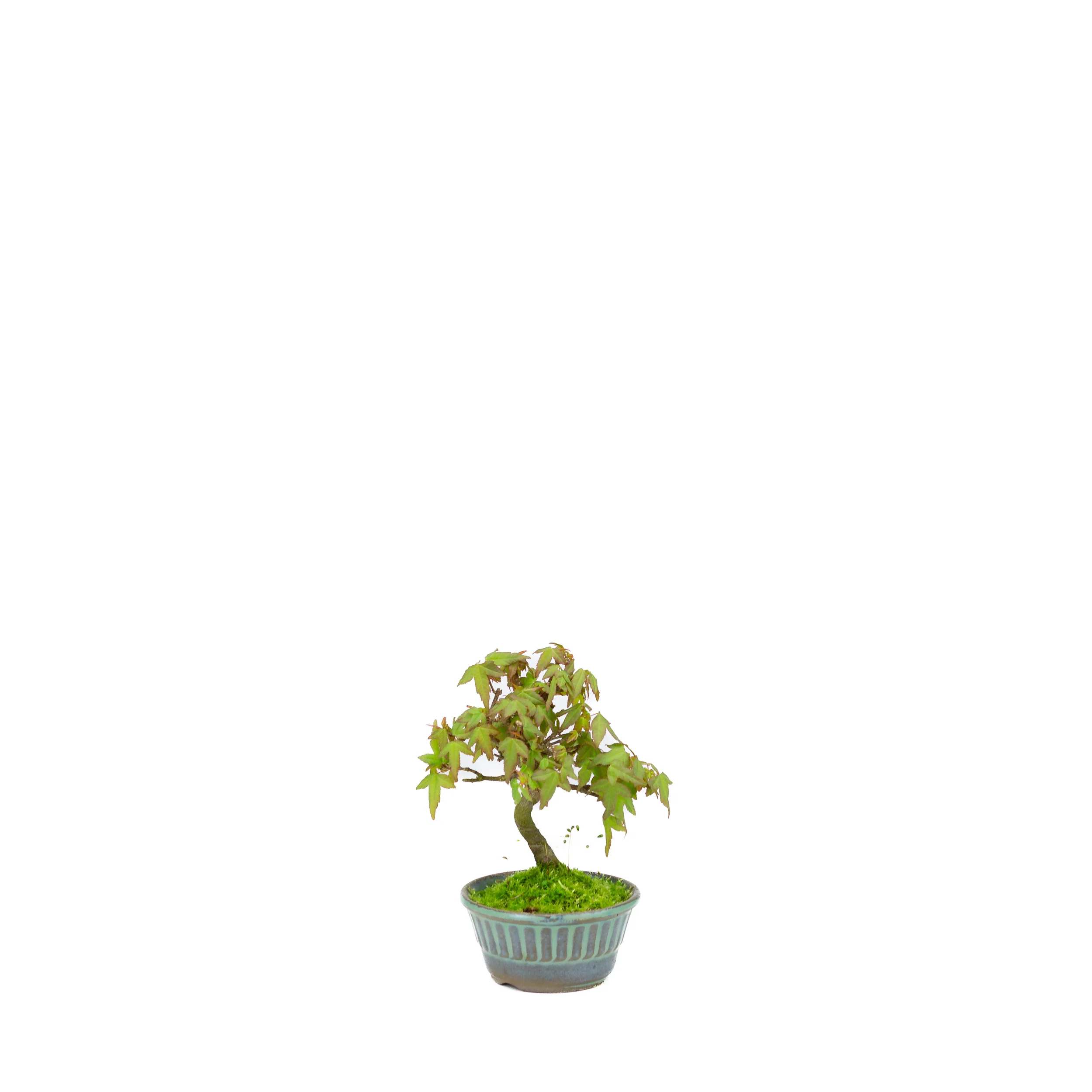 Acer buergerianum (drietandesdoorn), hoogte ~17cm - Image 2