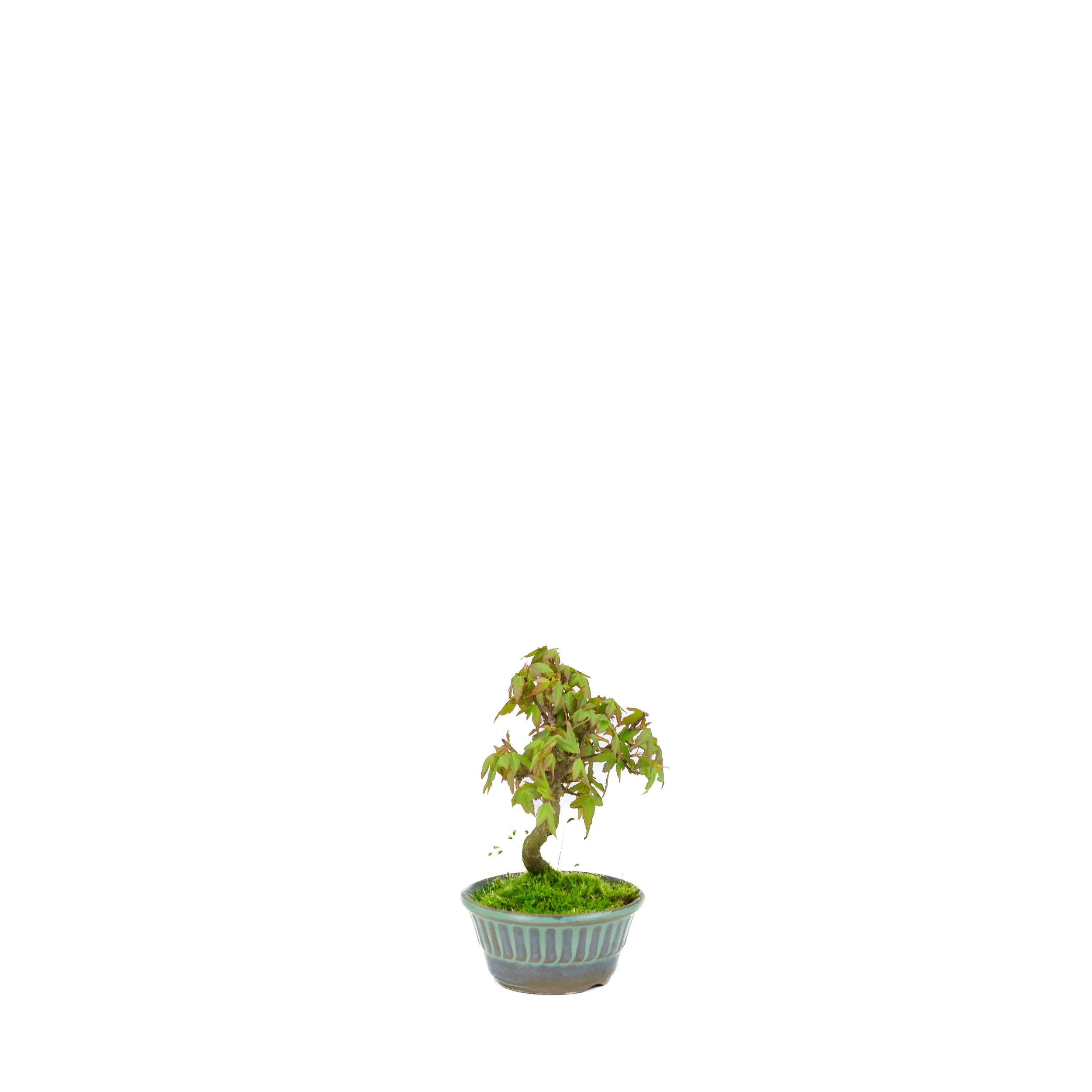 Acer buergerianum (drietandesdoorn), hoogte ~17cm - Image 3