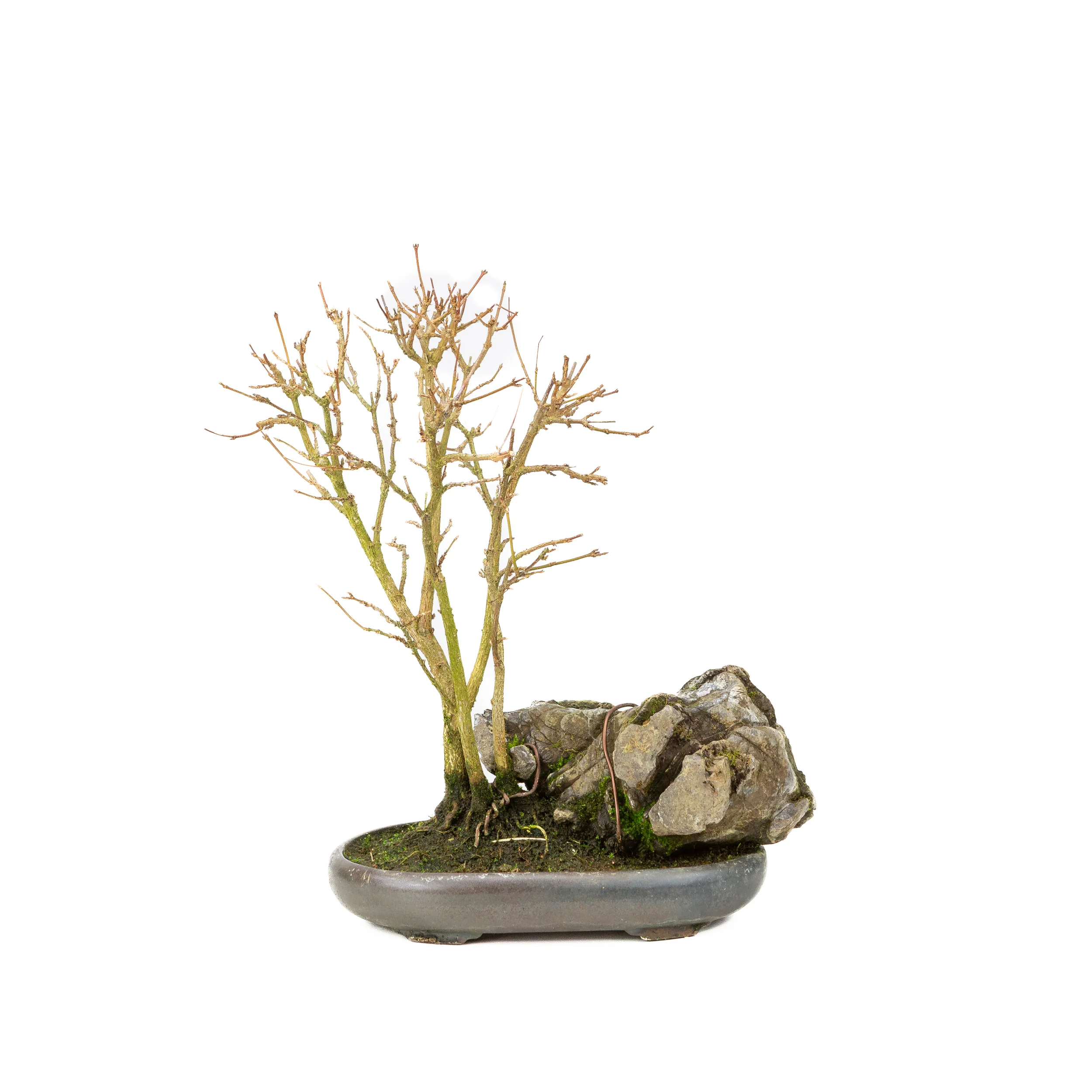Acer buergerianum met steen bruine ronde pot 20cm, hoogte ~31cm