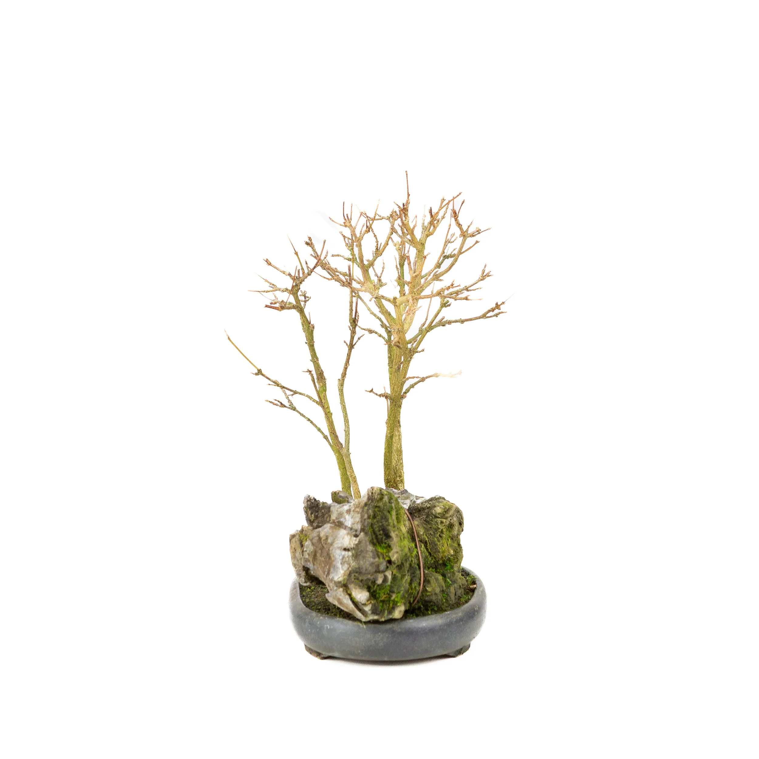 Acer buergerianum met steen bruine ronde pot 20cm, hoogte ~31cm - Image 2
