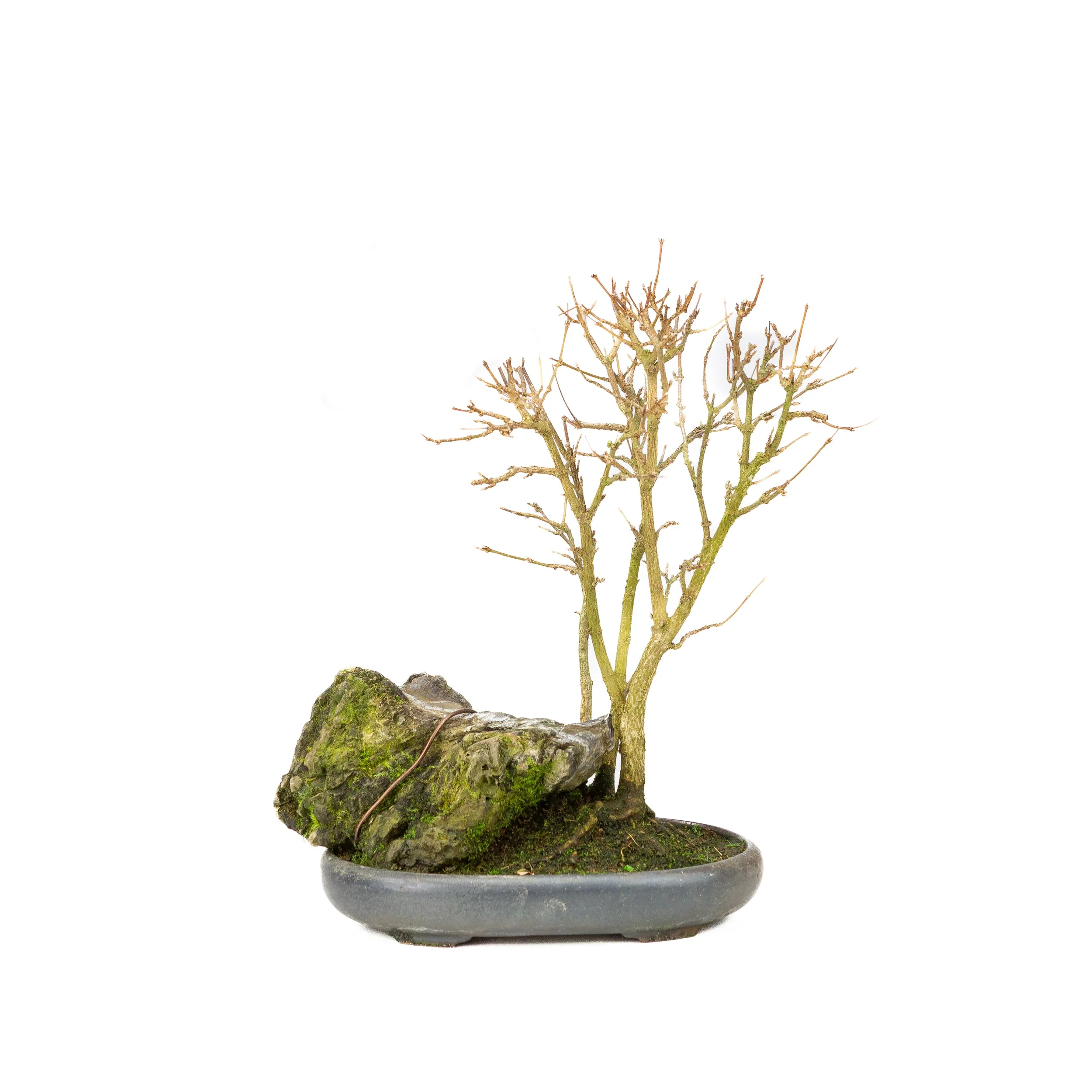 Acer buergerianum met steen bruine ronde pot 20cm, hoogte ~31cm - Image 3