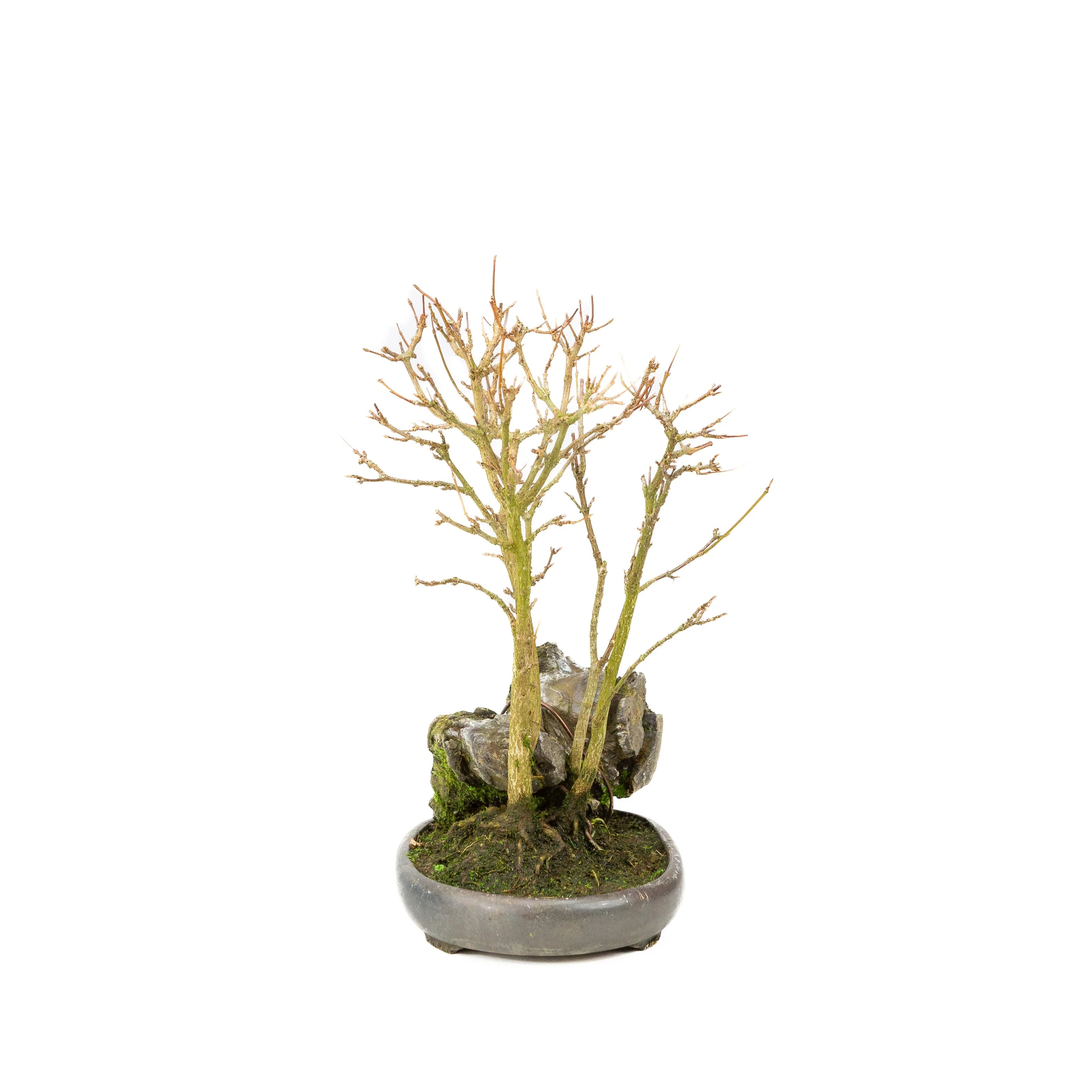 Acer buergerianum met steen bruine ronde pot 20cm, hoogte ~31cm - Image 4