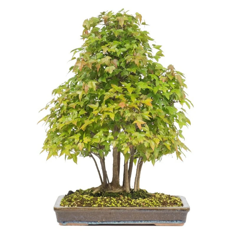 Acer buergerianum ongeglazuurde pot 32cm, hoogte ~50cm