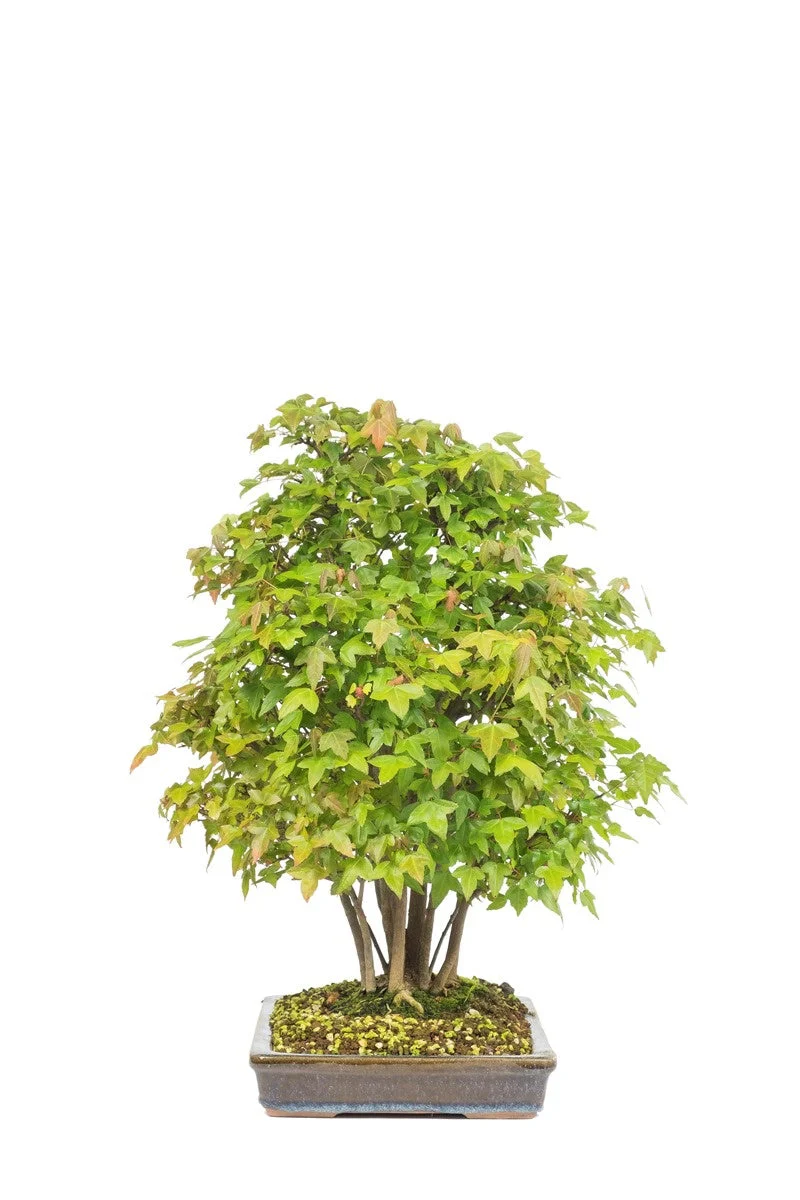 Acer buergerianum ongeglazuurde pot 32cm, hoogte ~50cm - Image 2