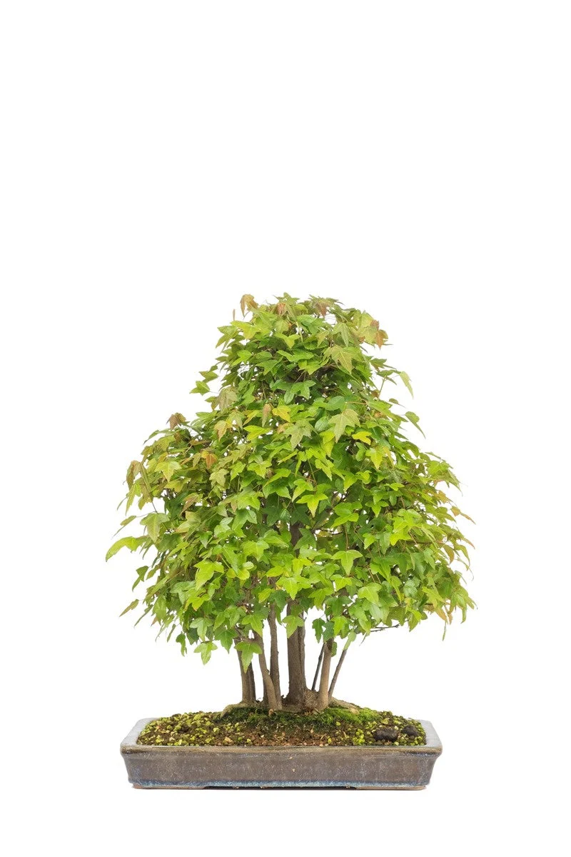 Acer buergerianum ongeglazuurde pot 32cm, hoogte ~50cm - Image 3