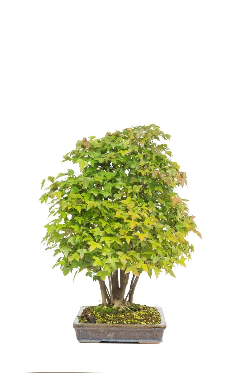 Acer buergerianum ongeglazuurde pot 32cm, hoogte ~50cm - Image 4