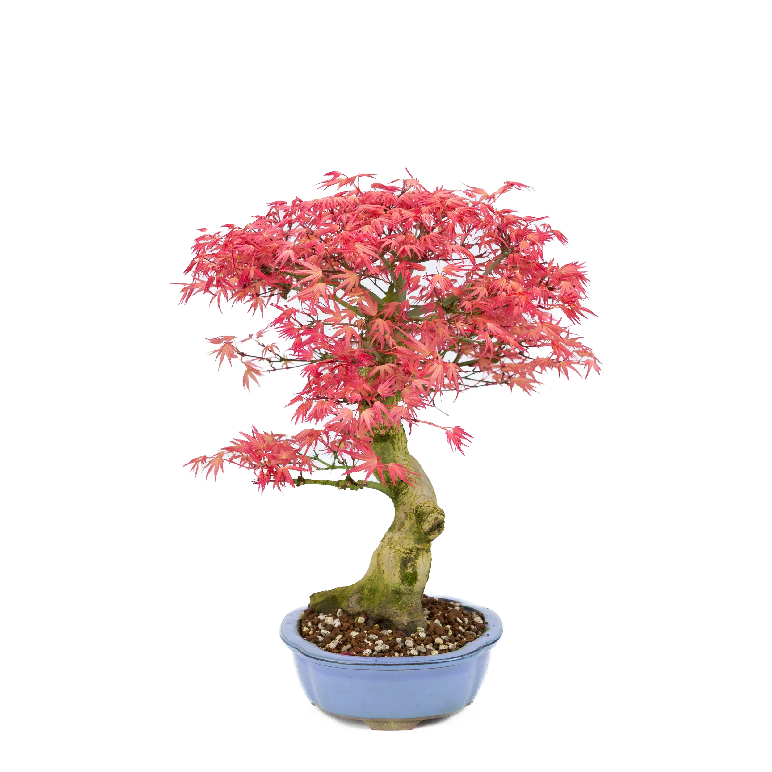 Acer palmatum 'Benichidori' (Japanse esdoorn), hoogte ~38cm - Image 2