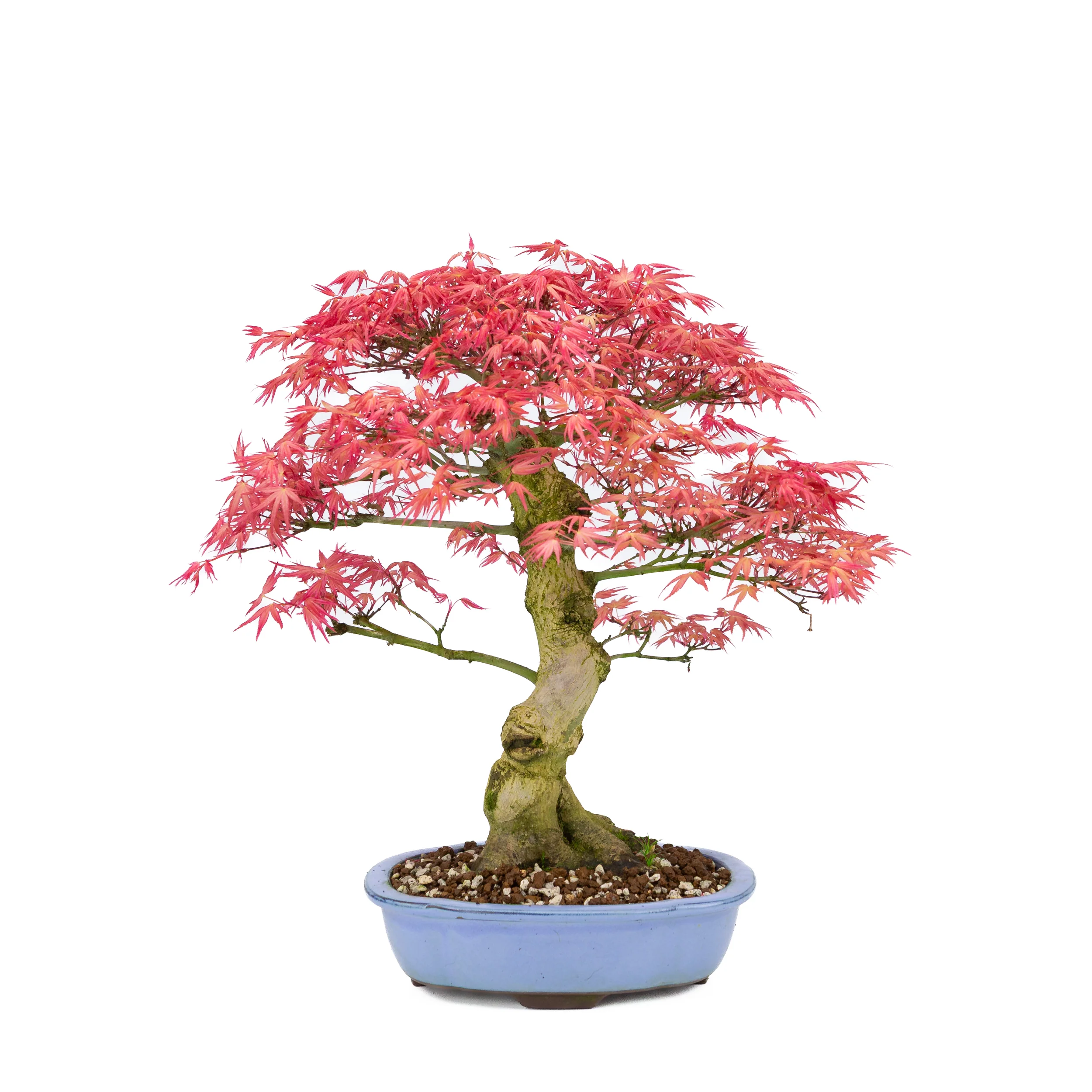 Acer palmatum 'Benichidori' (Japanse esdoorn), hoogte ~38cm - Image 3