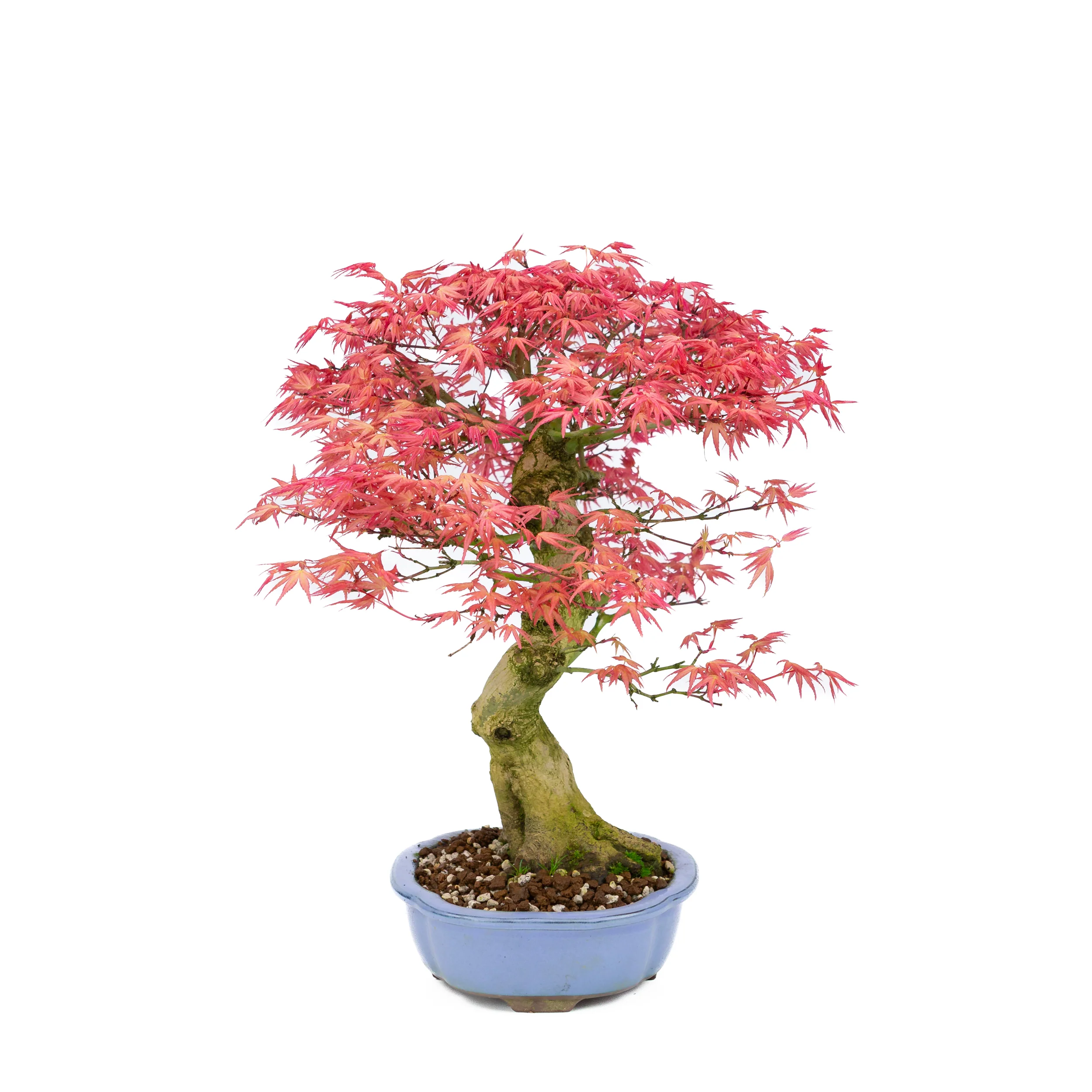 Acer palmatum 'Benichidori' (Japanse esdoorn), hoogte ~38cm - Image 4