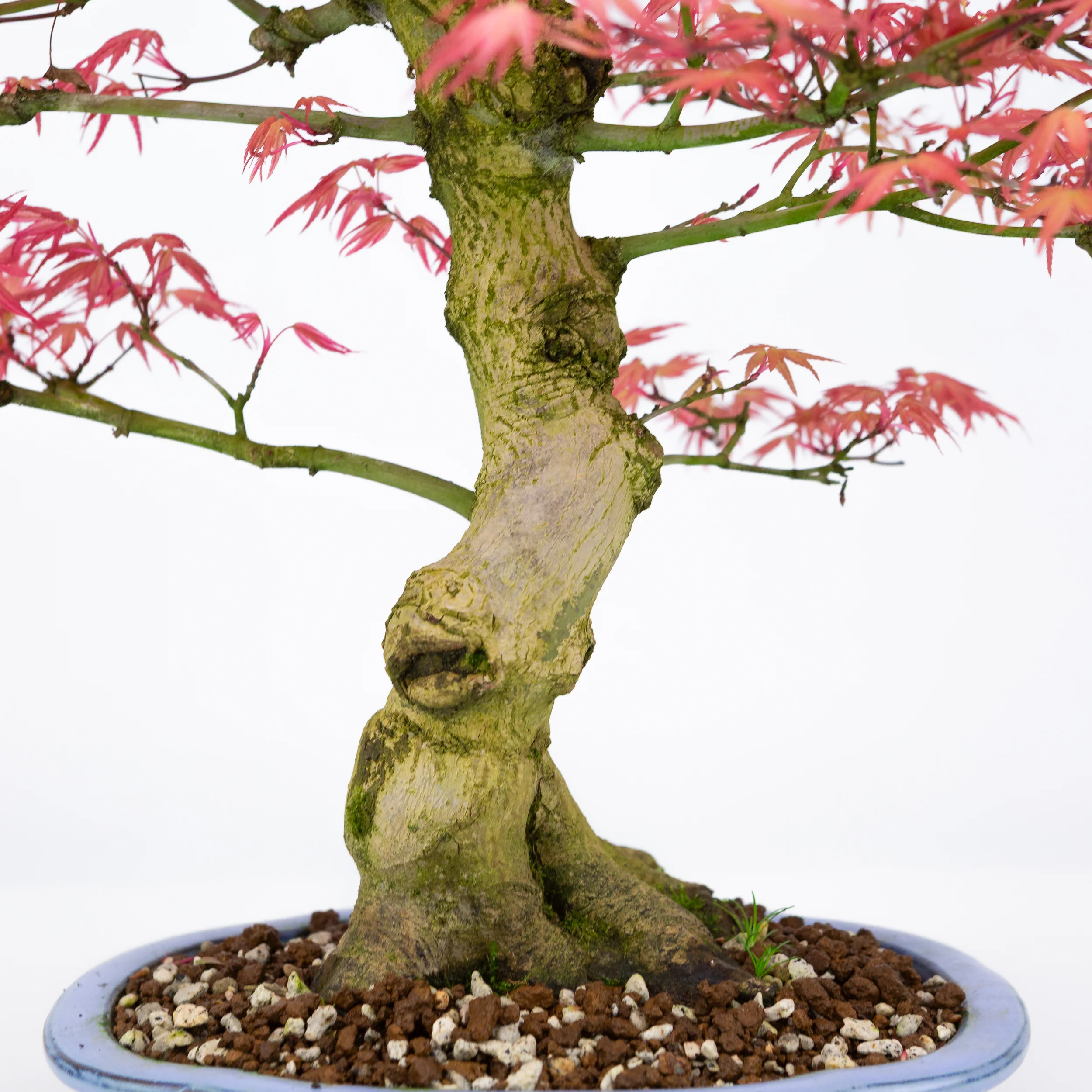 Acer palmatum 'Benichidori' (Japanse esdoorn), hoogte ~38cm - Image 5