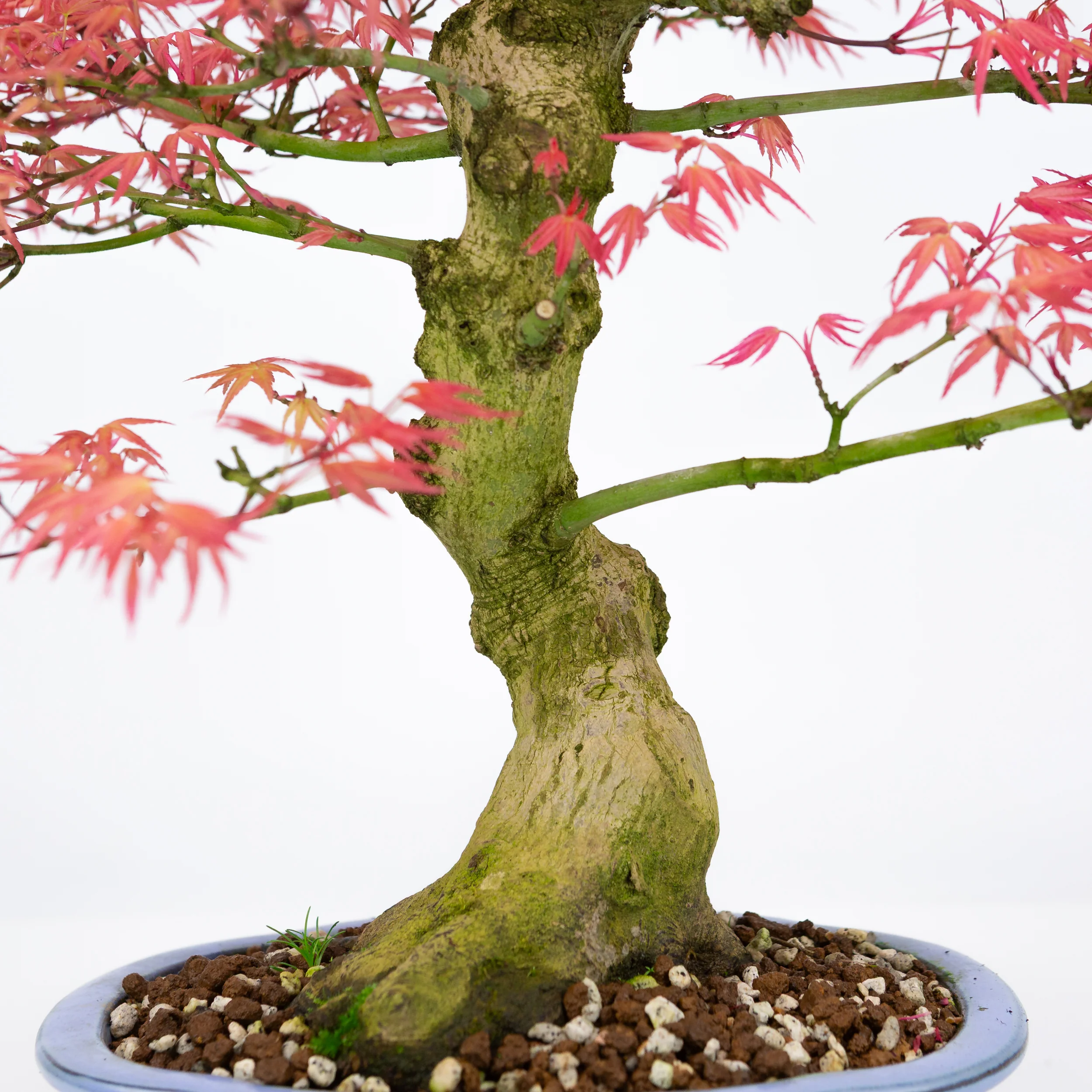 Acer palmatum 'Benichidori' (Japanse esdoorn), hoogte ~38cm - Image 6
