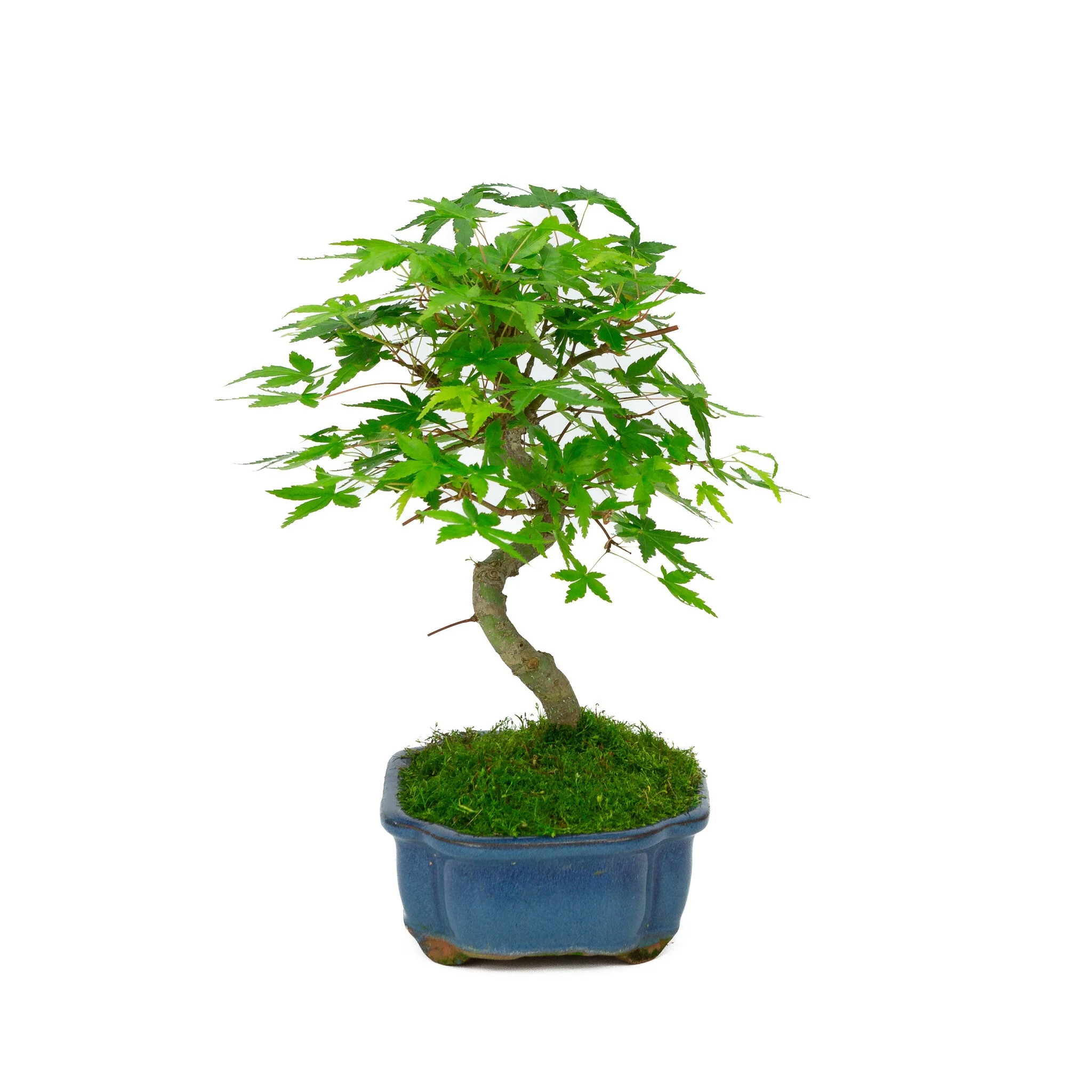 Miniatuur 2