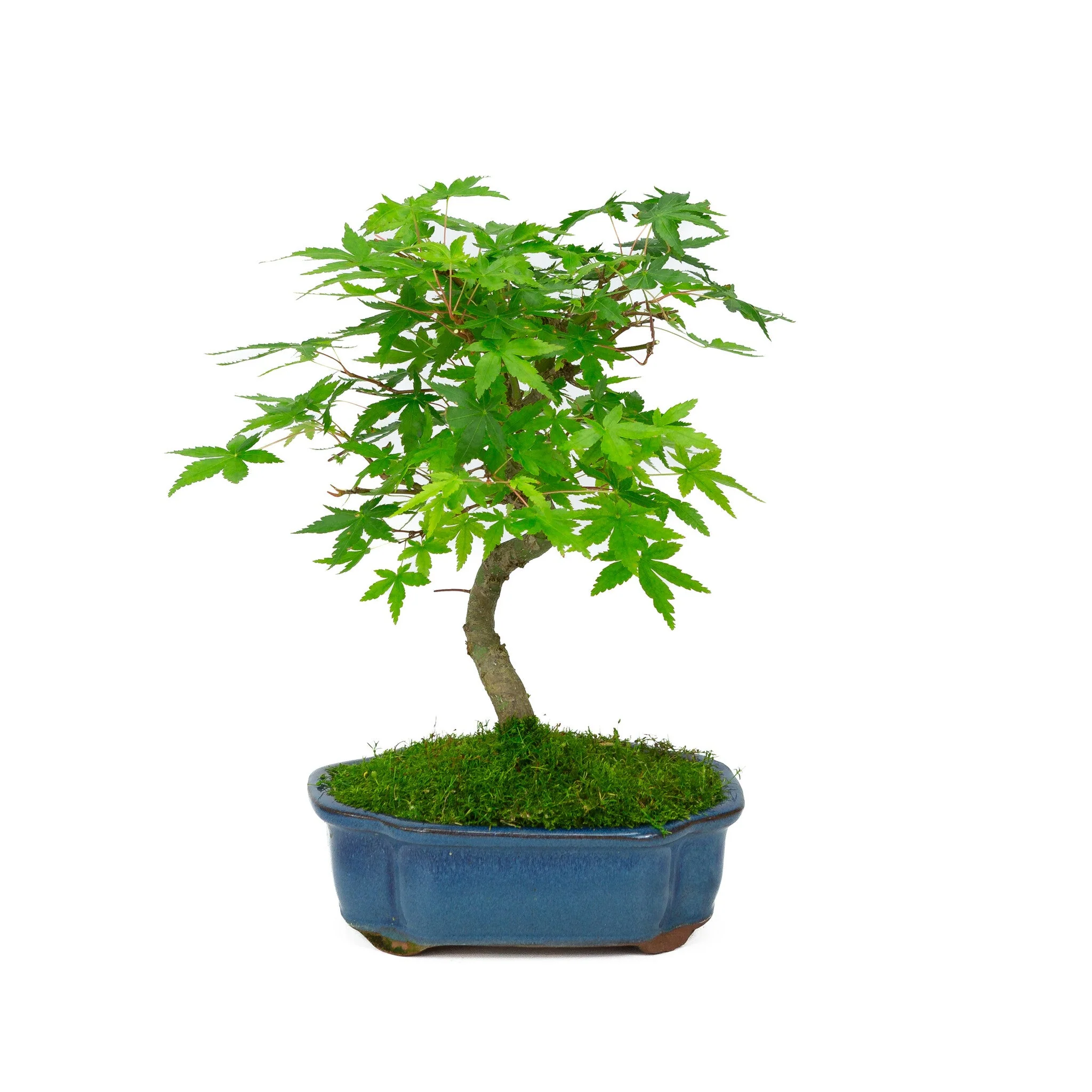 Acer palmatum blauwe Mokko pot 17cm, hoogte ~26cm - Image 3
