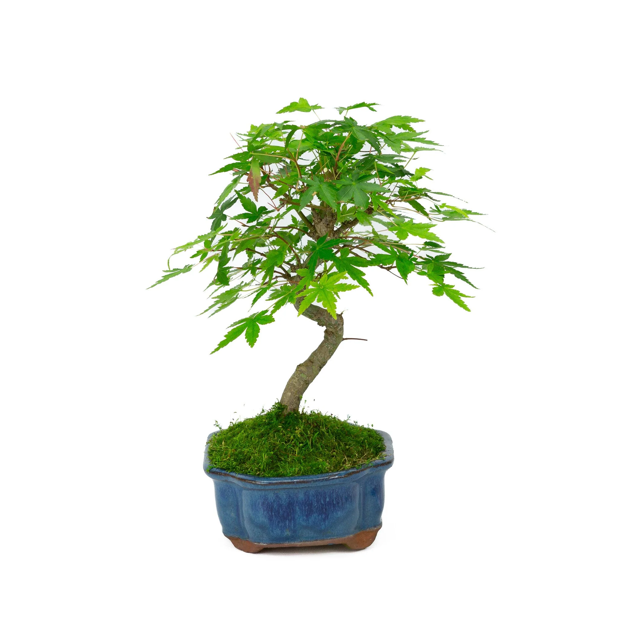 Acer palmatum blauwe Mokko pot 17cm, hoogte ~26cm - Image 4