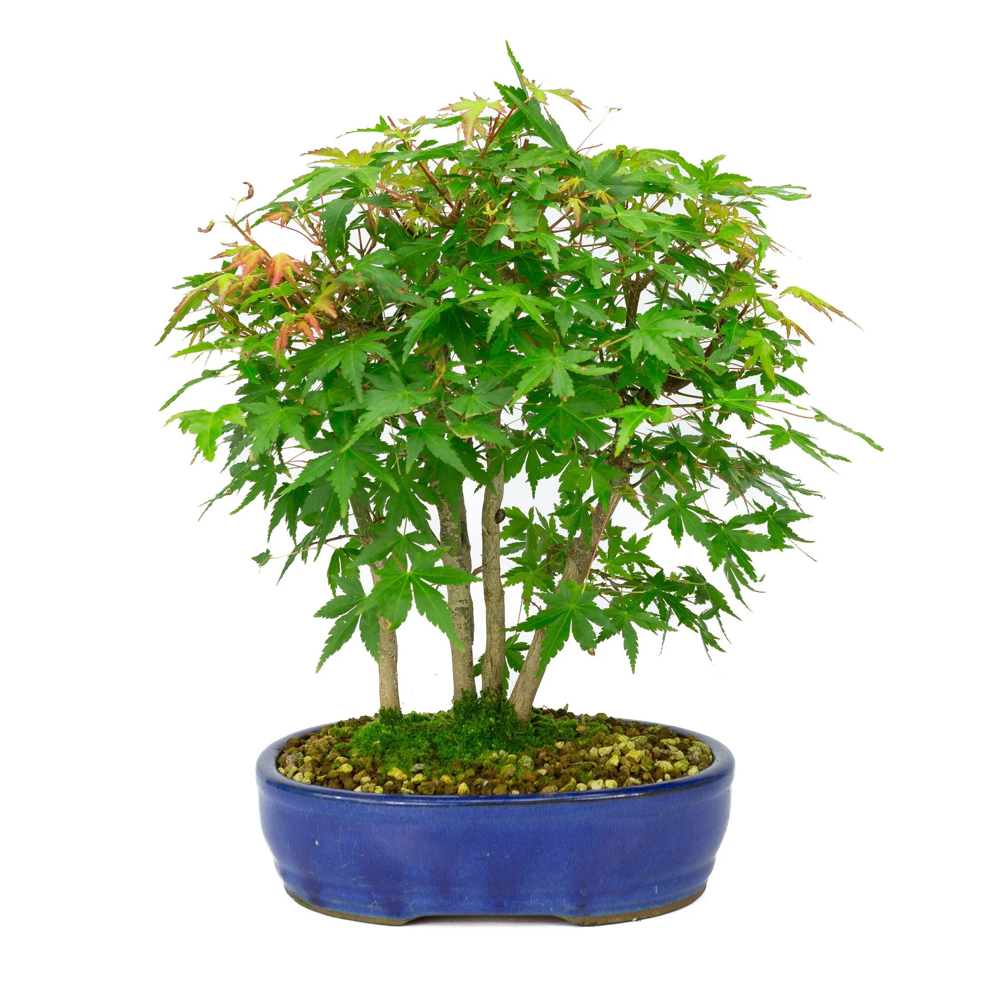 Acer palmatum blauwe ovale pot 22cm, hoogte ~36cm - Image 3