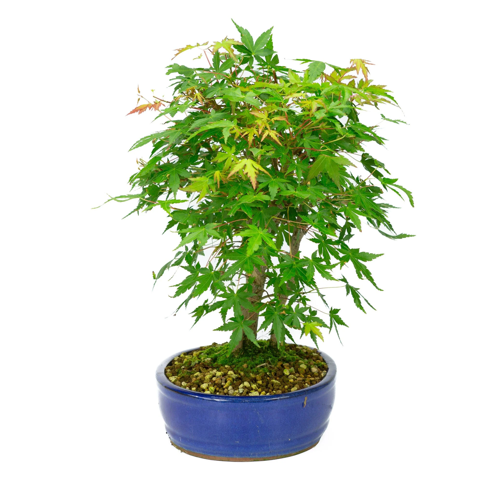 Acer palmatum blauwe ovale pot 22cm, hoogte ~36cm - Image 4