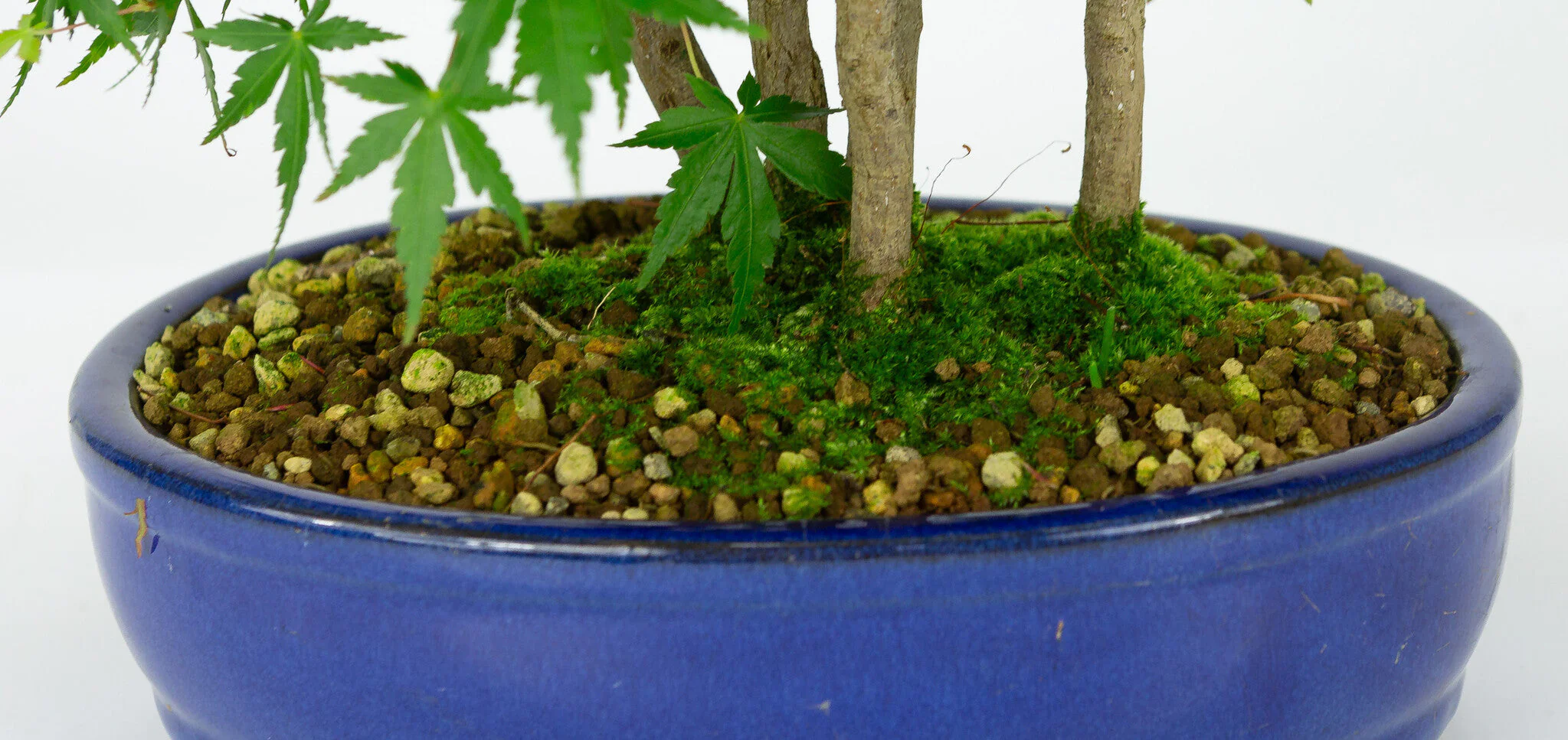 Acer palmatum blauwe ovale pot 22cm, hoogte ~36cm - Image 5