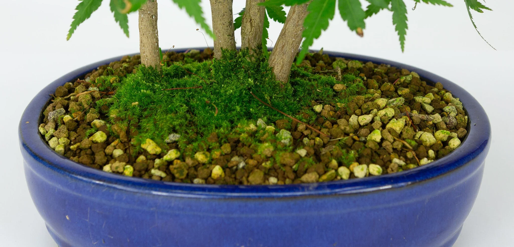Acer palmatum blauwe ovale pot 22cm, hoogte ~36cm - Image 6