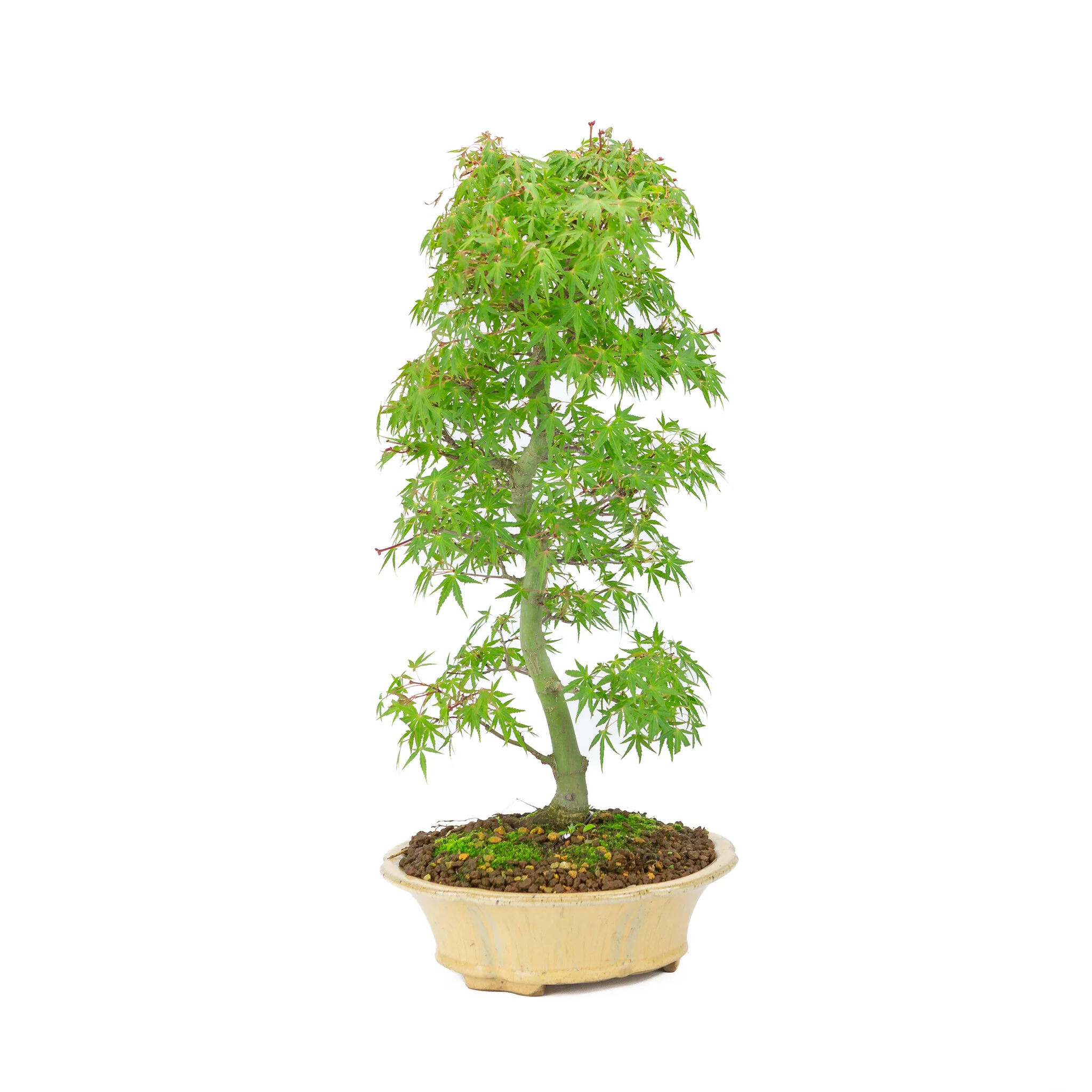 Miniatuur 1