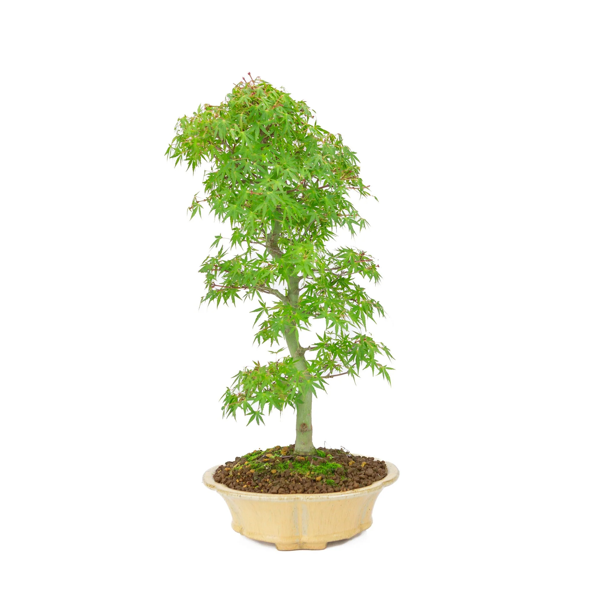 Miniatuur 2