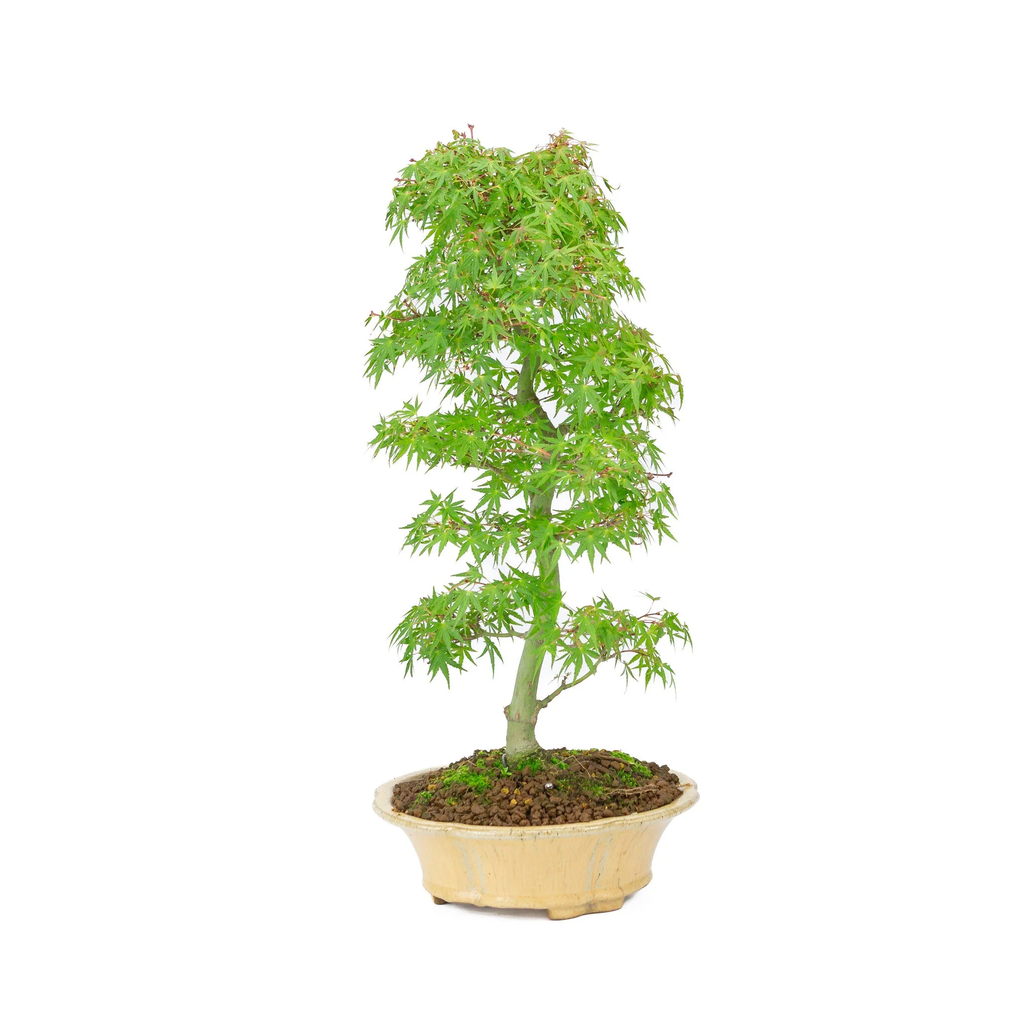 Acer palmatum oranje beige ronde chrysant 20cm, hoogte ~48cm - Image 3