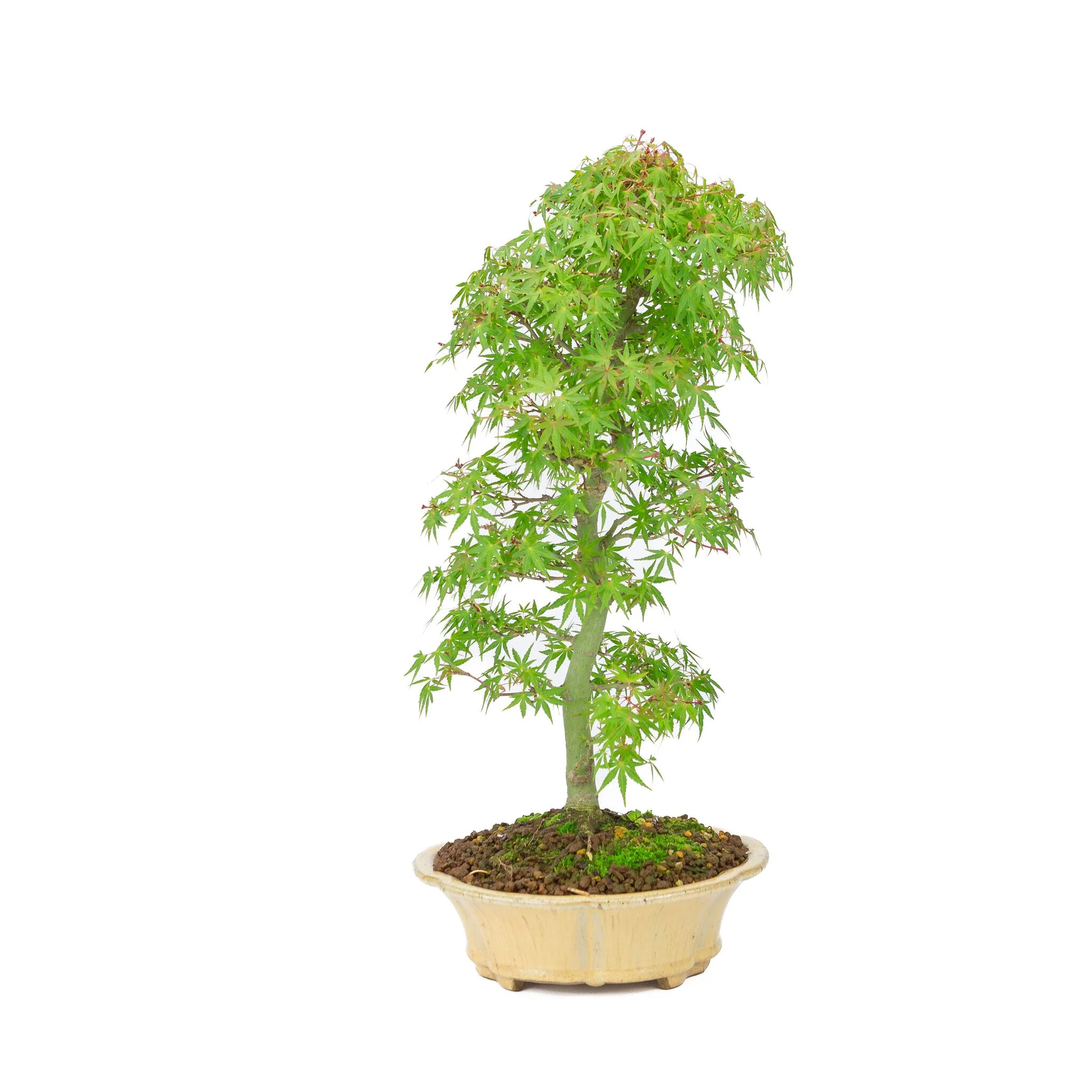 Acer palmatum oranje beige ronde chrysant 20cm, hoogte ~48cm - Image 4