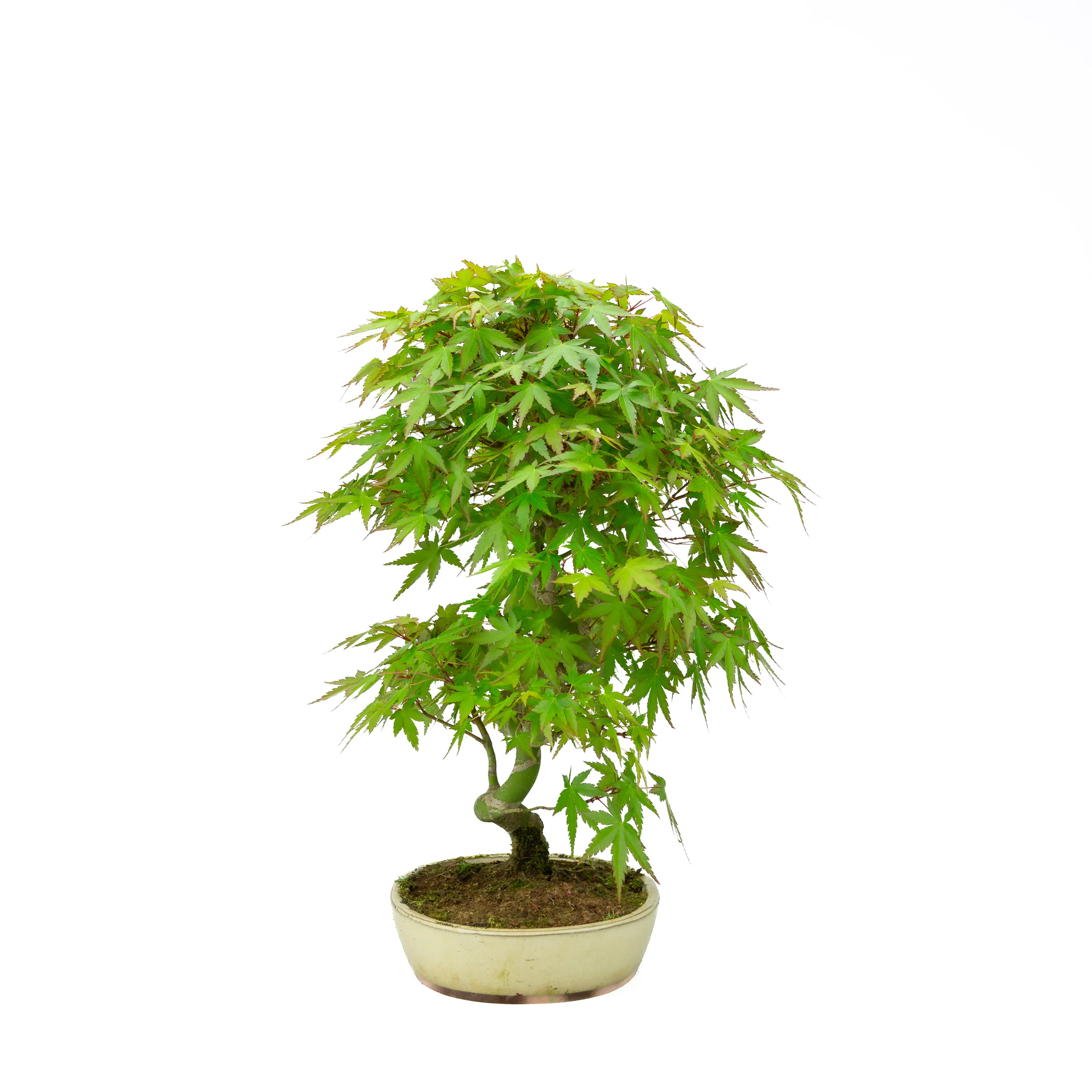 Miniatuur 2