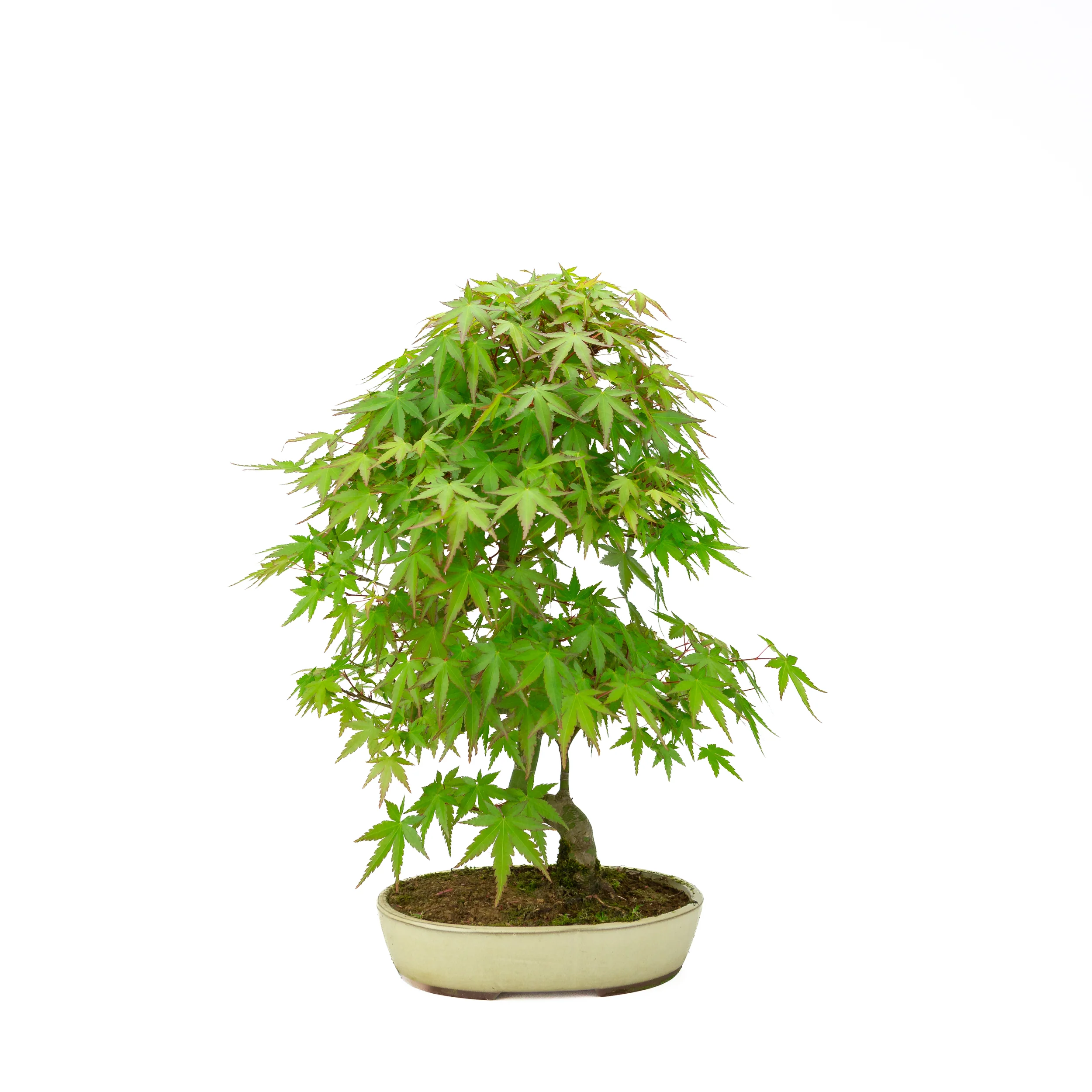 Acer palmatum creme ovale pot 20cm, hoogte ~40cm - Image 3