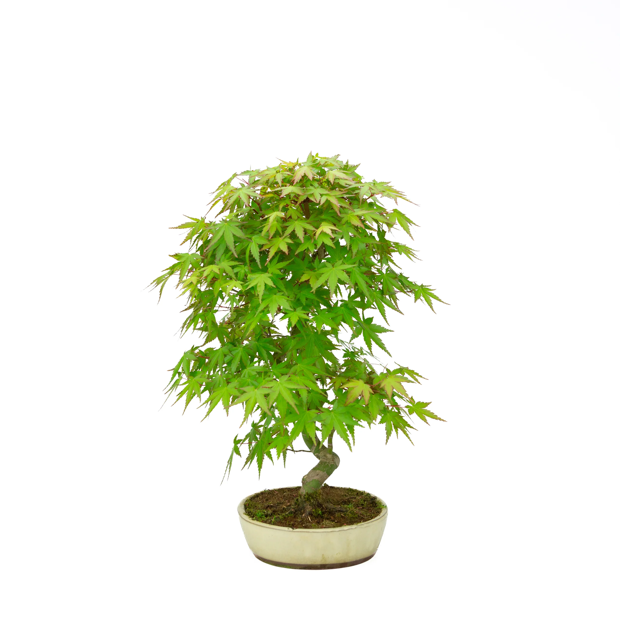 Acer palmatum creme ovale pot 20cm, hoogte ~40cm - Image 4