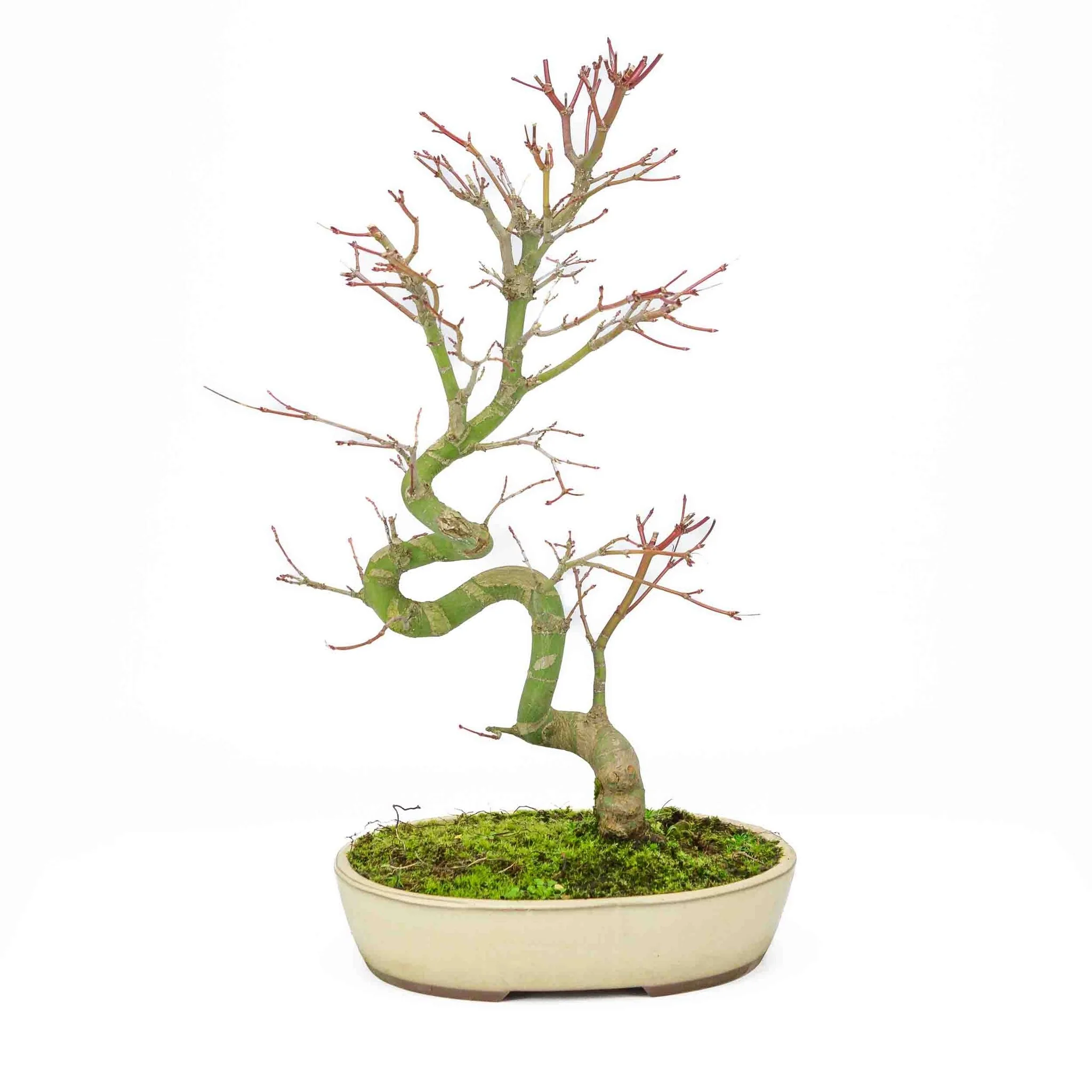Acer palmatum creme ovale pot 20cm, hoogte ~40cm - Image 5