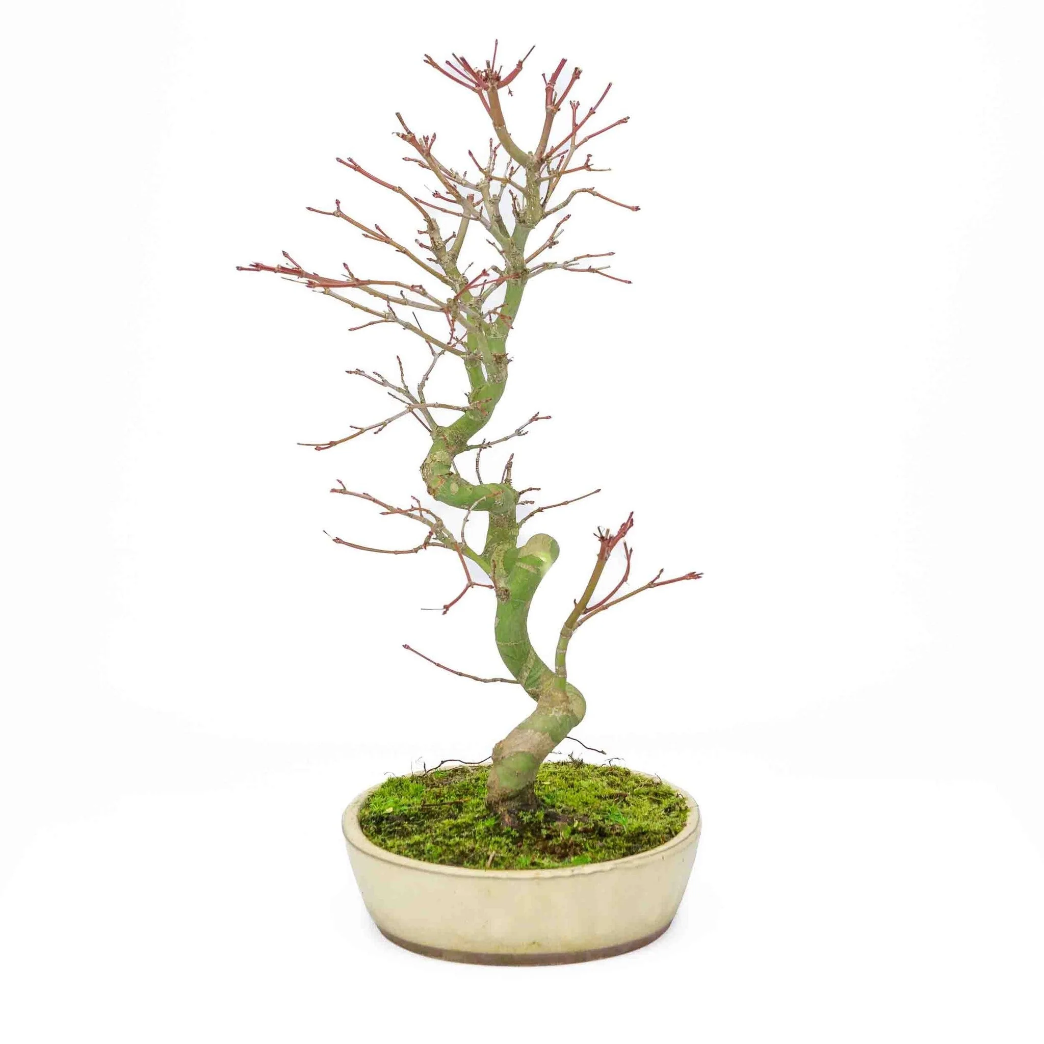 Acer palmatum creme ovale pot 20cm, hoogte ~40cm - Image 6