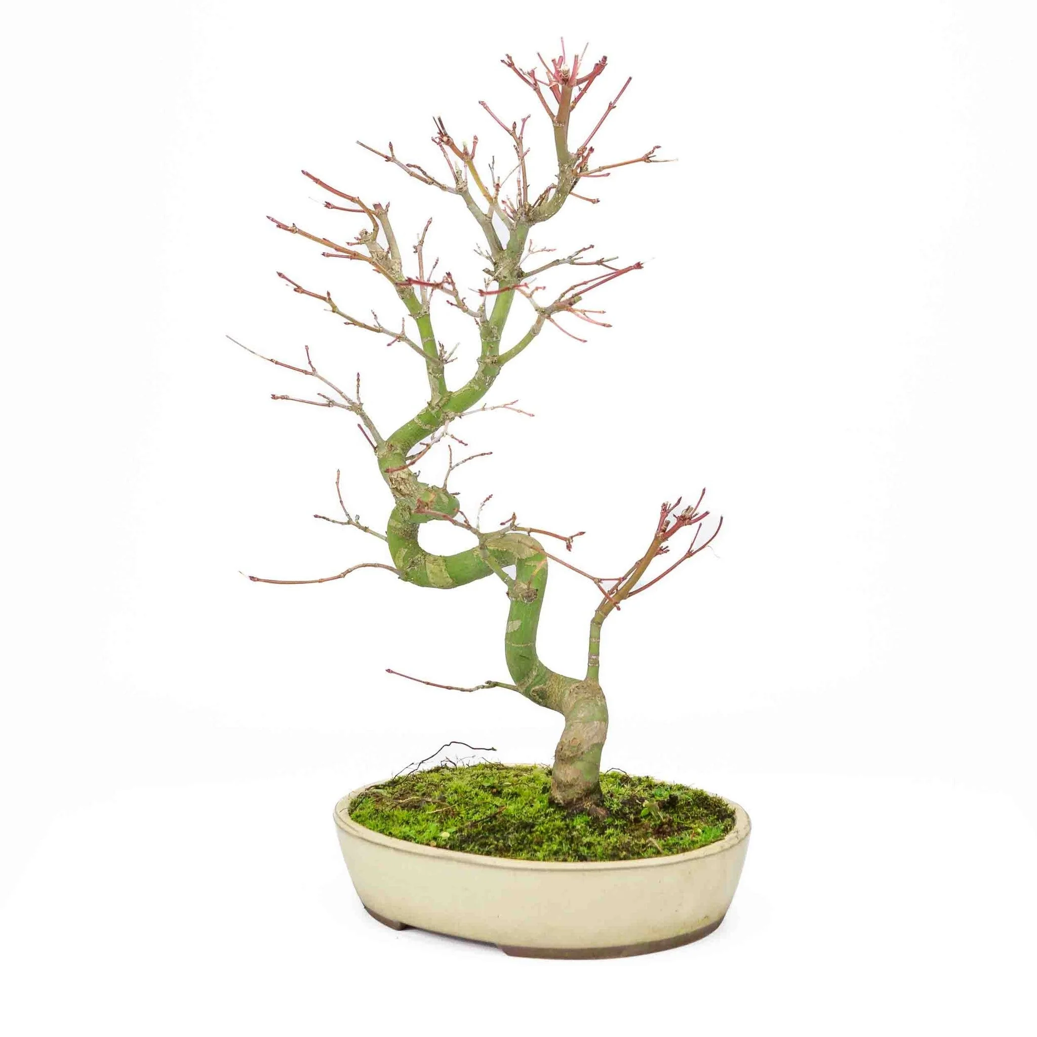 Acer palmatum creme ovale pot 20cm, hoogte ~40cm - Image 7