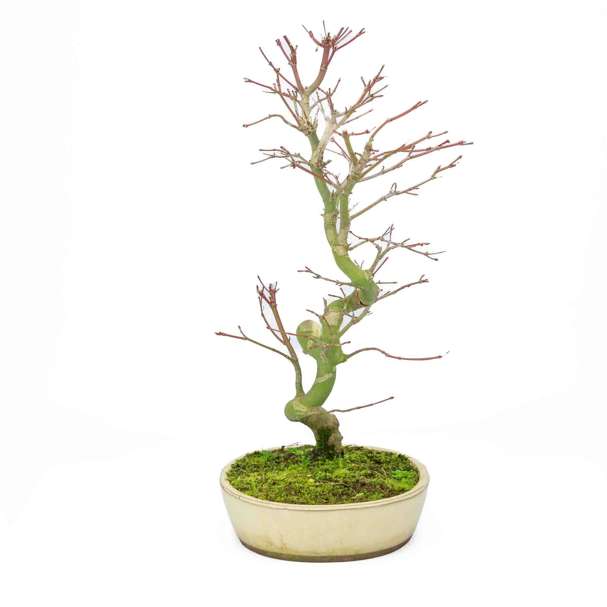 Acer palmatum creme ovale pot 20cm, hoogte ~40cm - Image 8