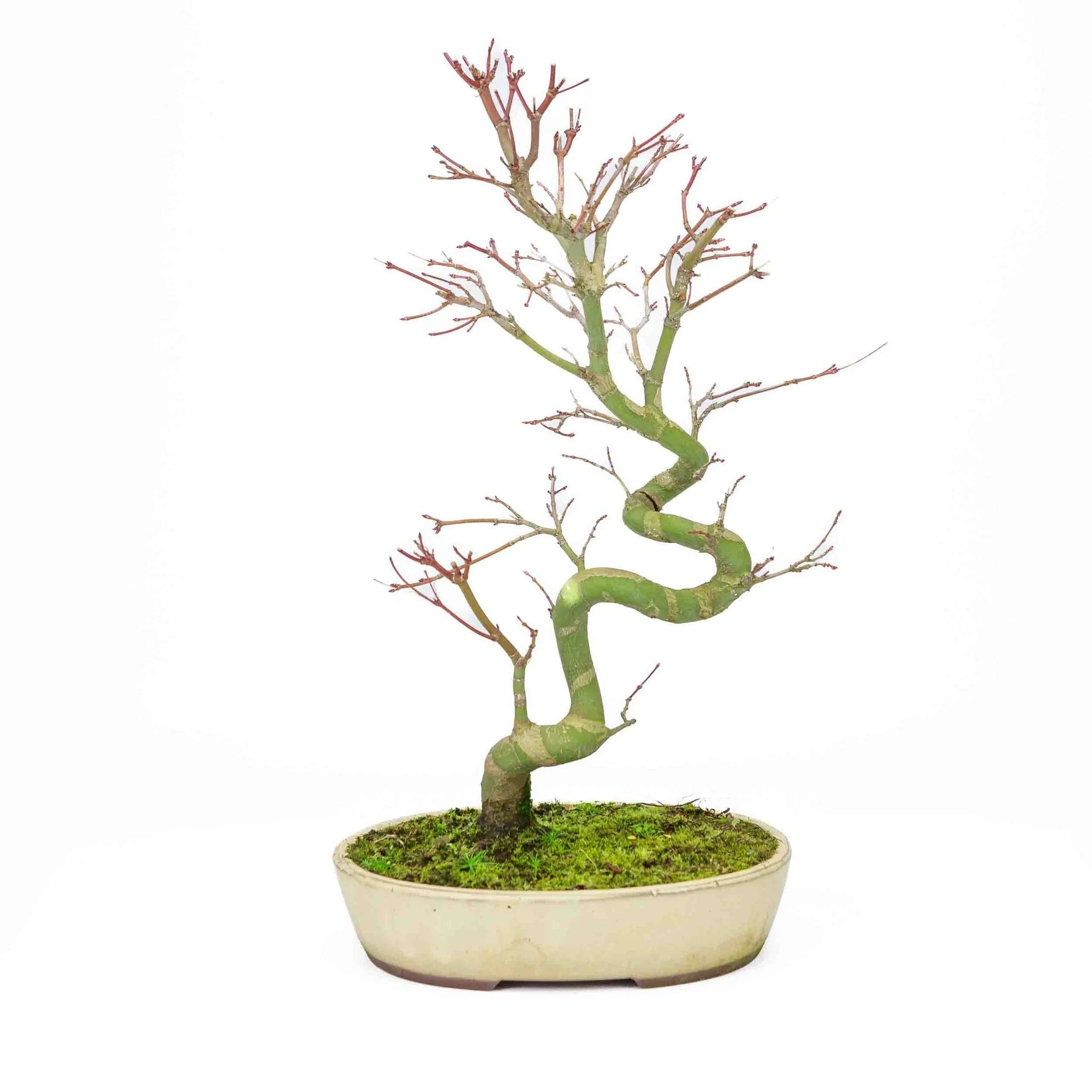 Acer palmatum creme ovale pot 20cm, hoogte ~40cm - Image 9